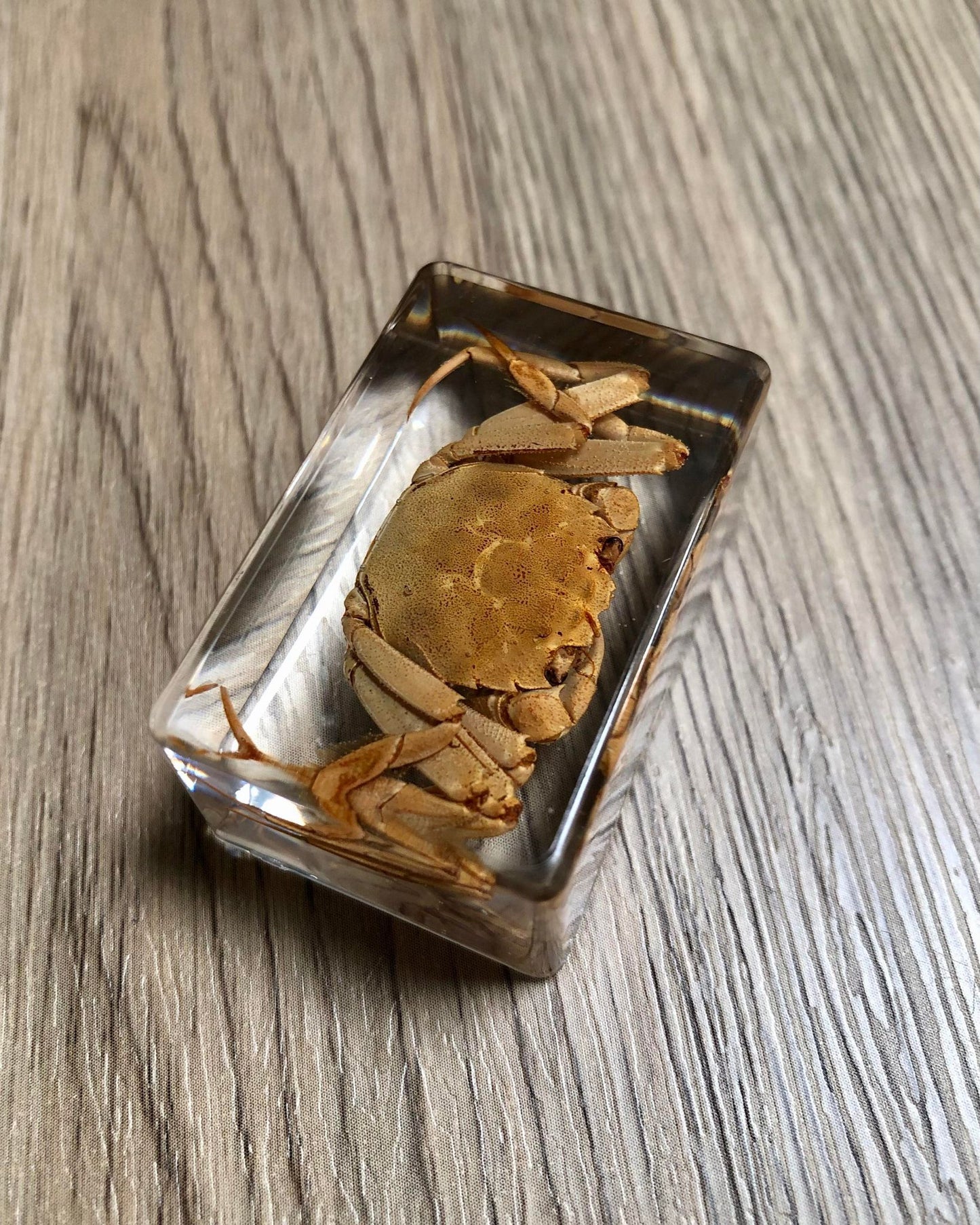 Small Bugs Taxidermy