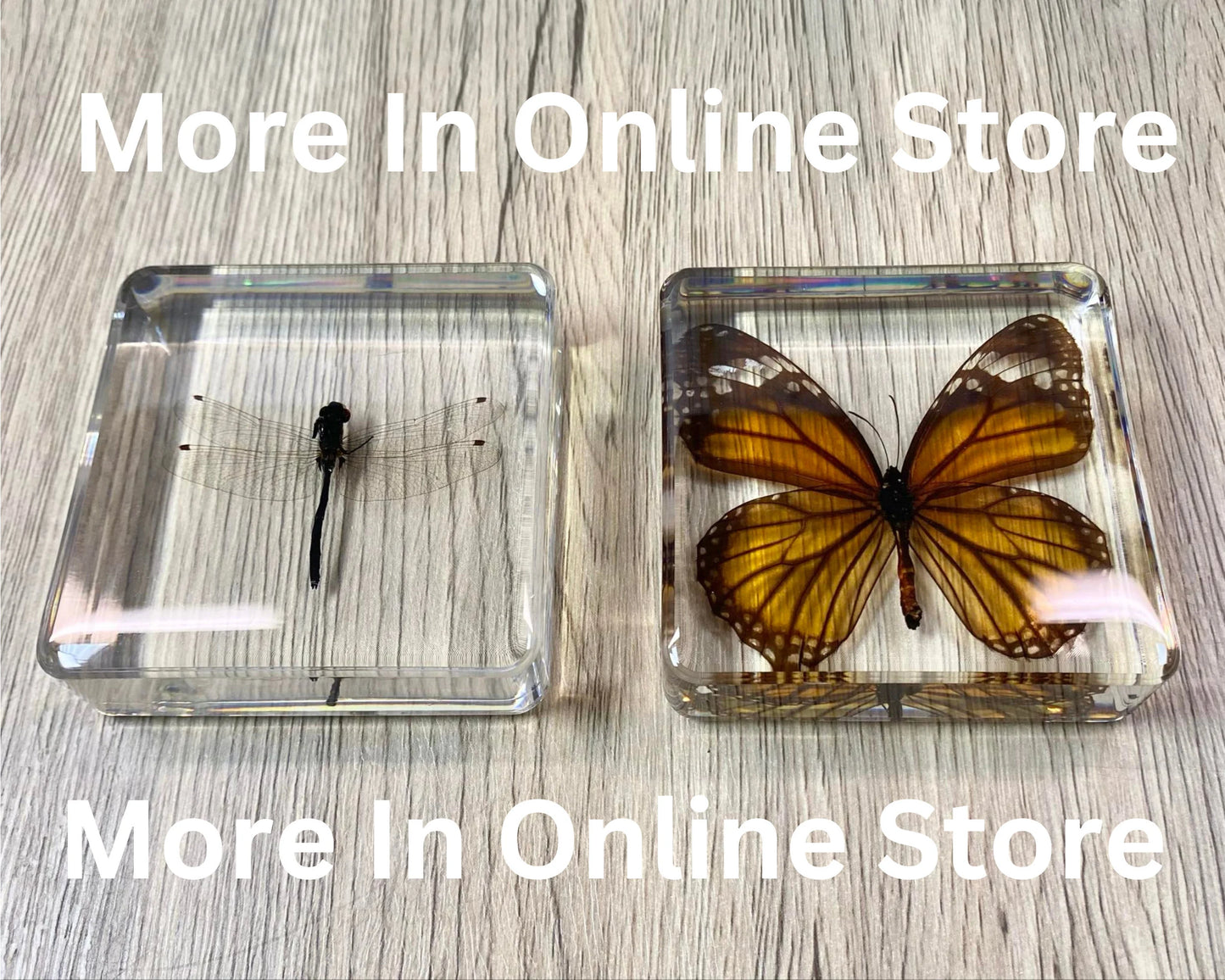 Monarch Butterfly Taxidermy