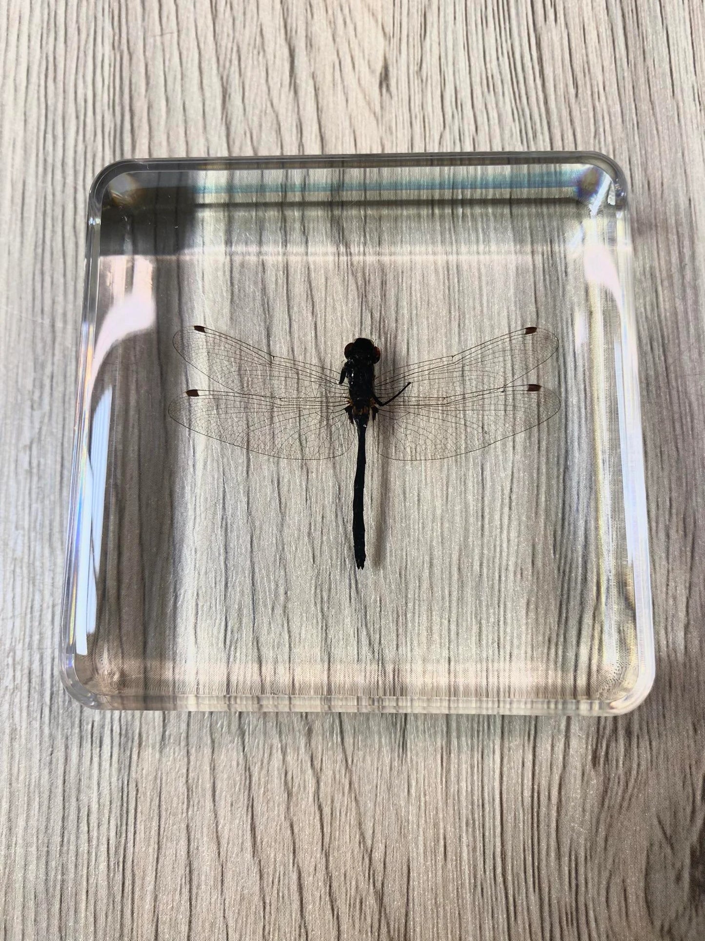 Dragonfly Taxidermy