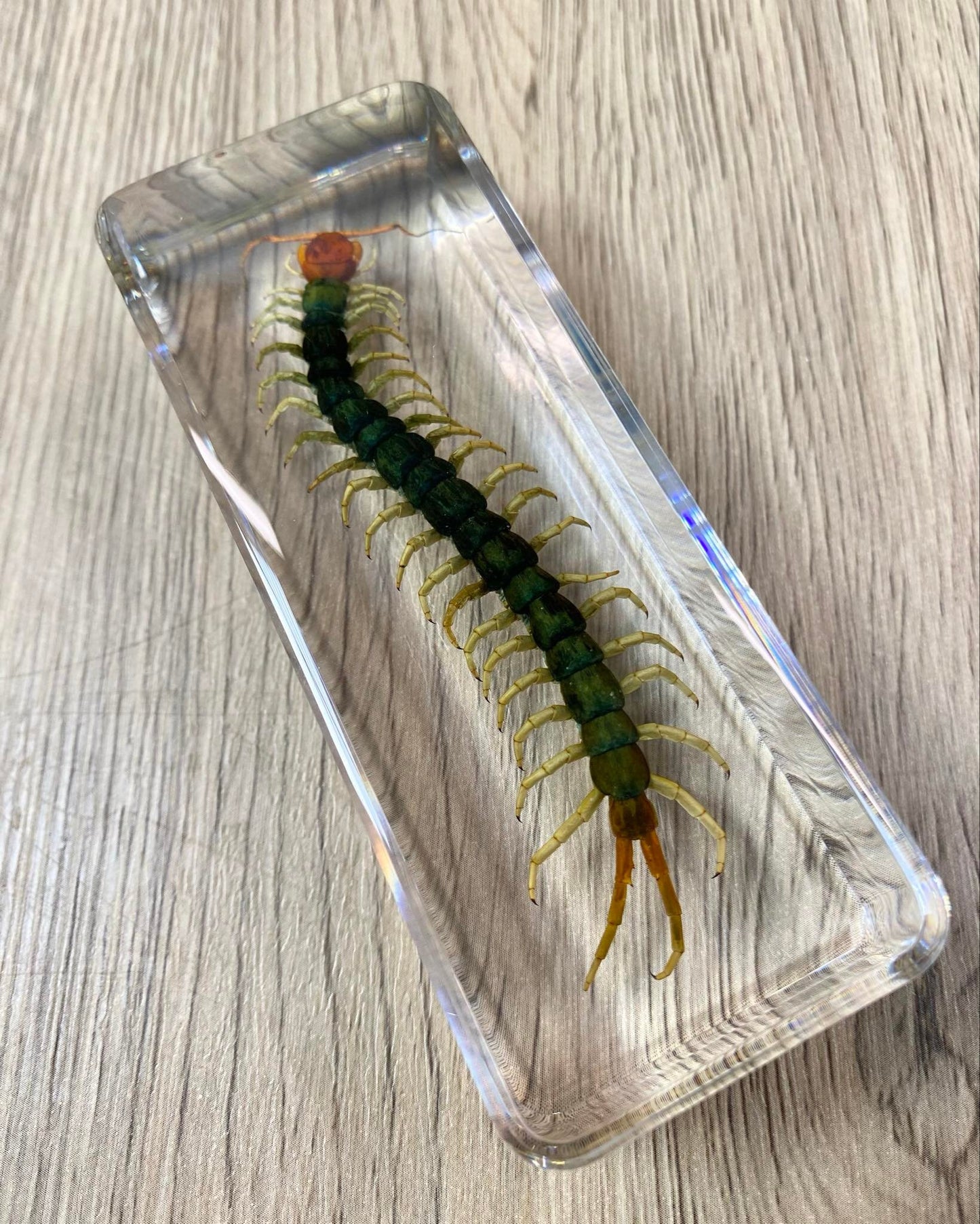 Large Centipede Taxidermy