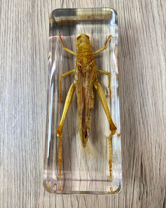 Large Grasshopper Insect Taxidermy / Insects In Clear Acrylic Block Resin Paperweight Taxidermy Insect Entomology Bugs