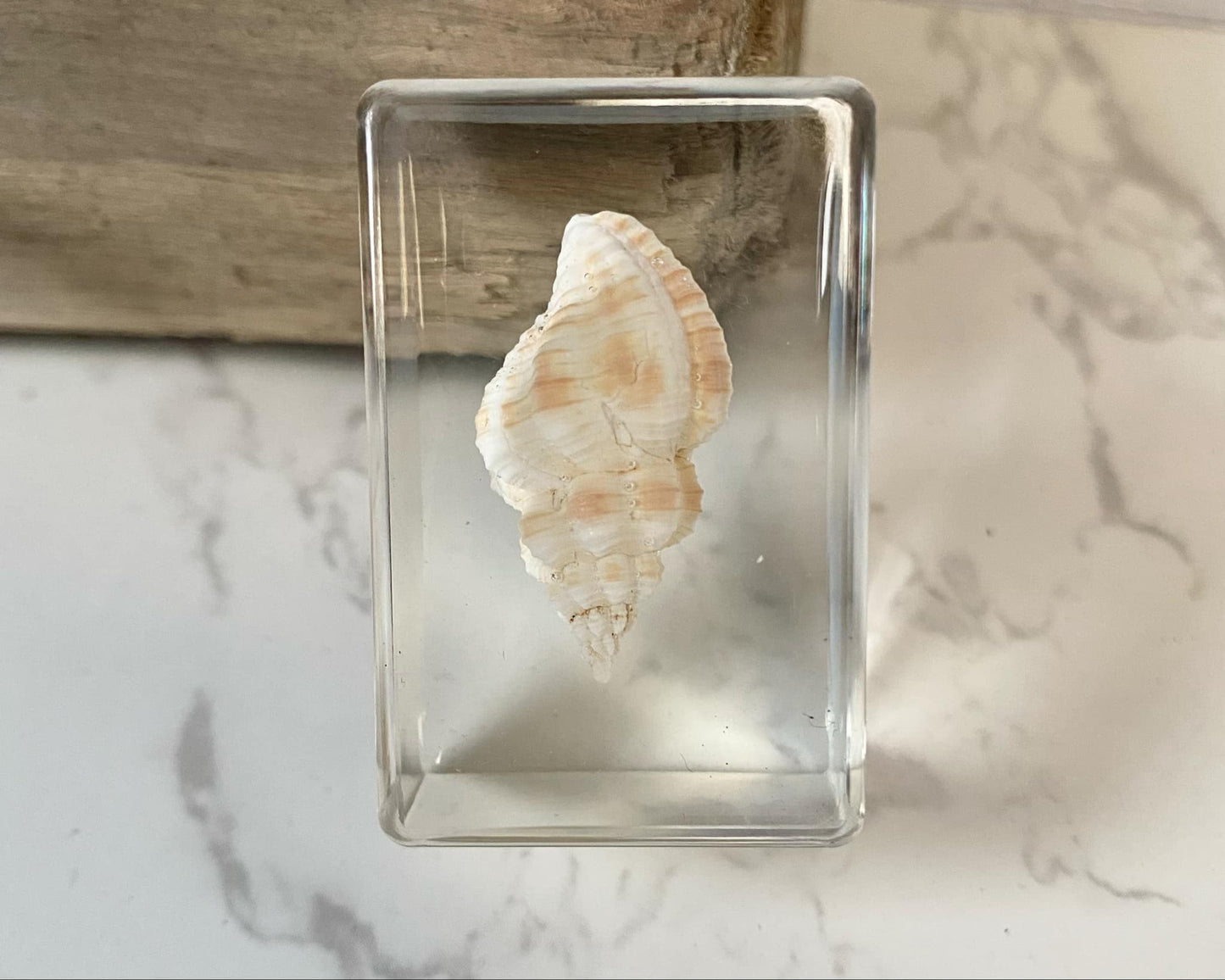 Small Sea Shell Resin