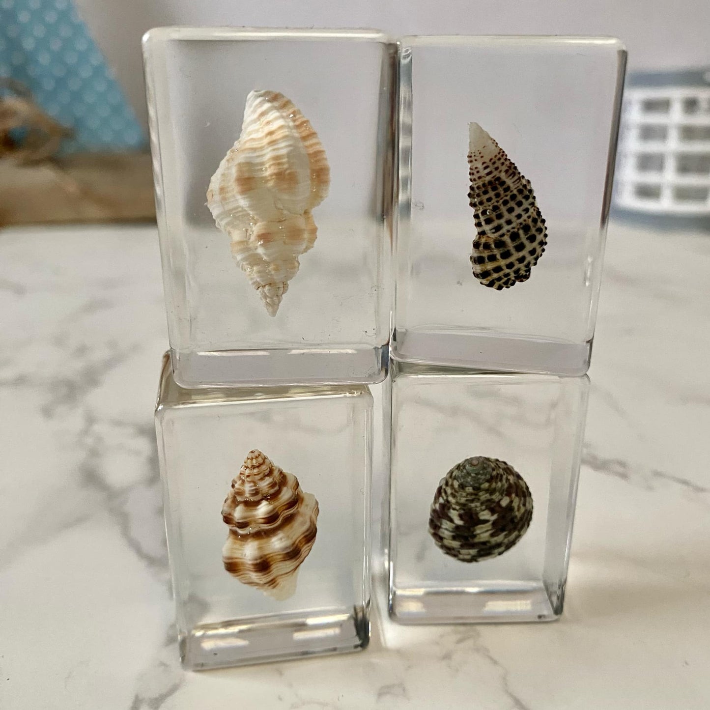 Small Sea Shell Resin