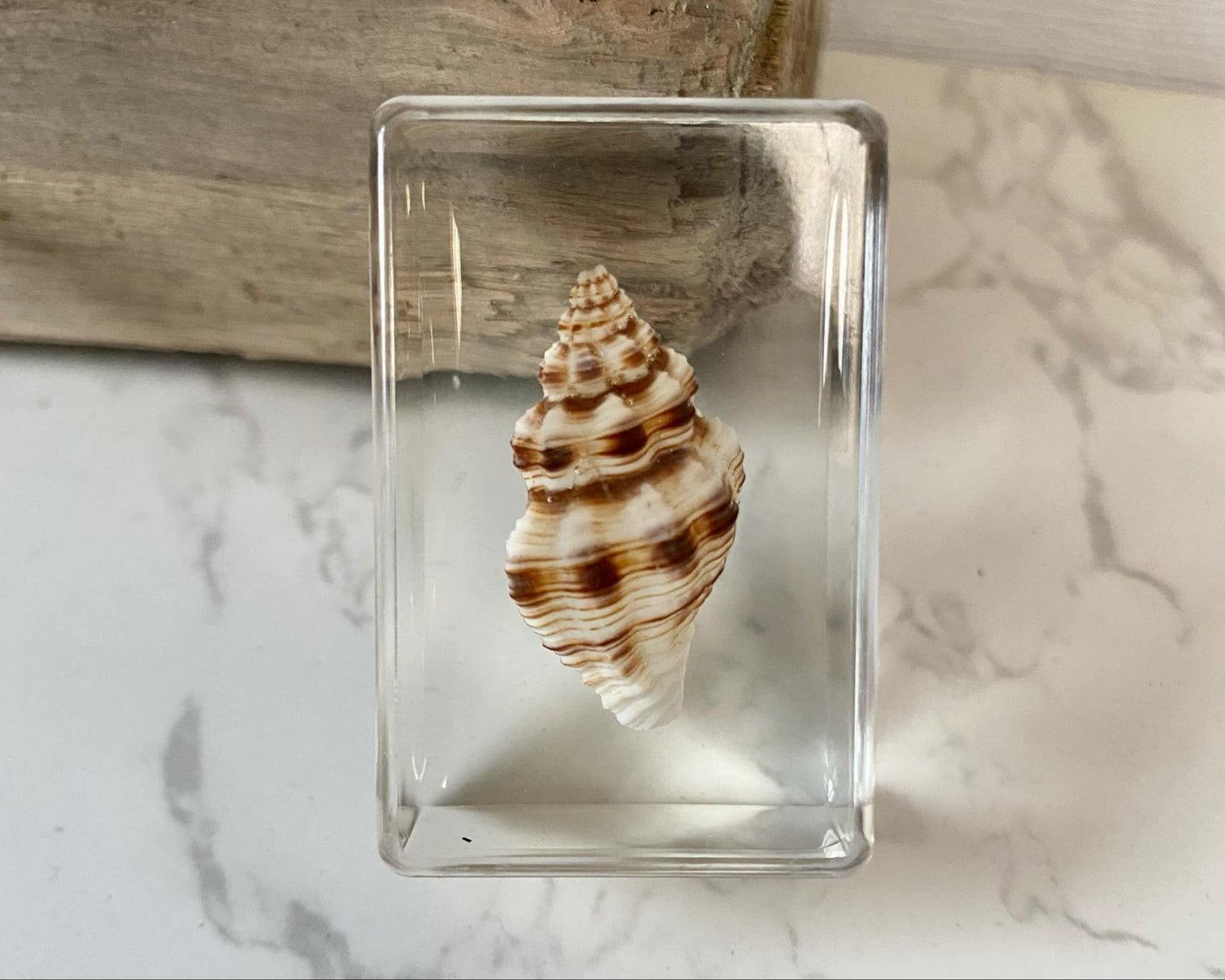 Small Sea Shell Resin