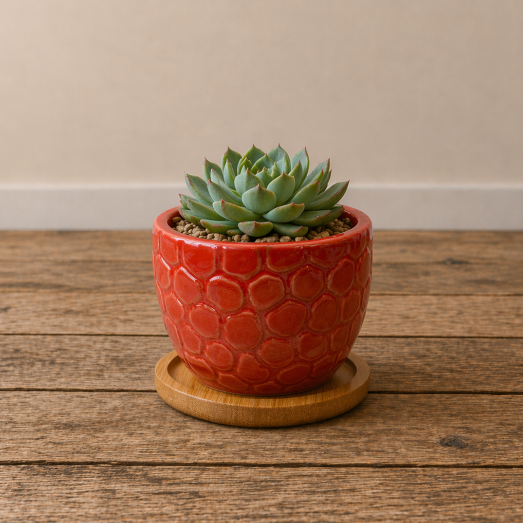 Ceramic Gloss Succulent Planters