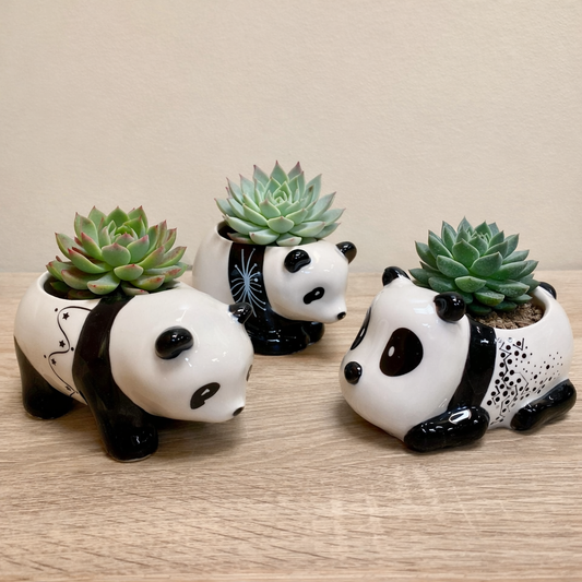 Panda Succulent Pots