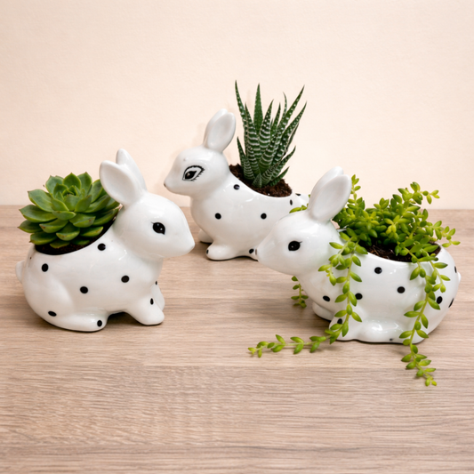 White Rabbit Succulent Plant Pots