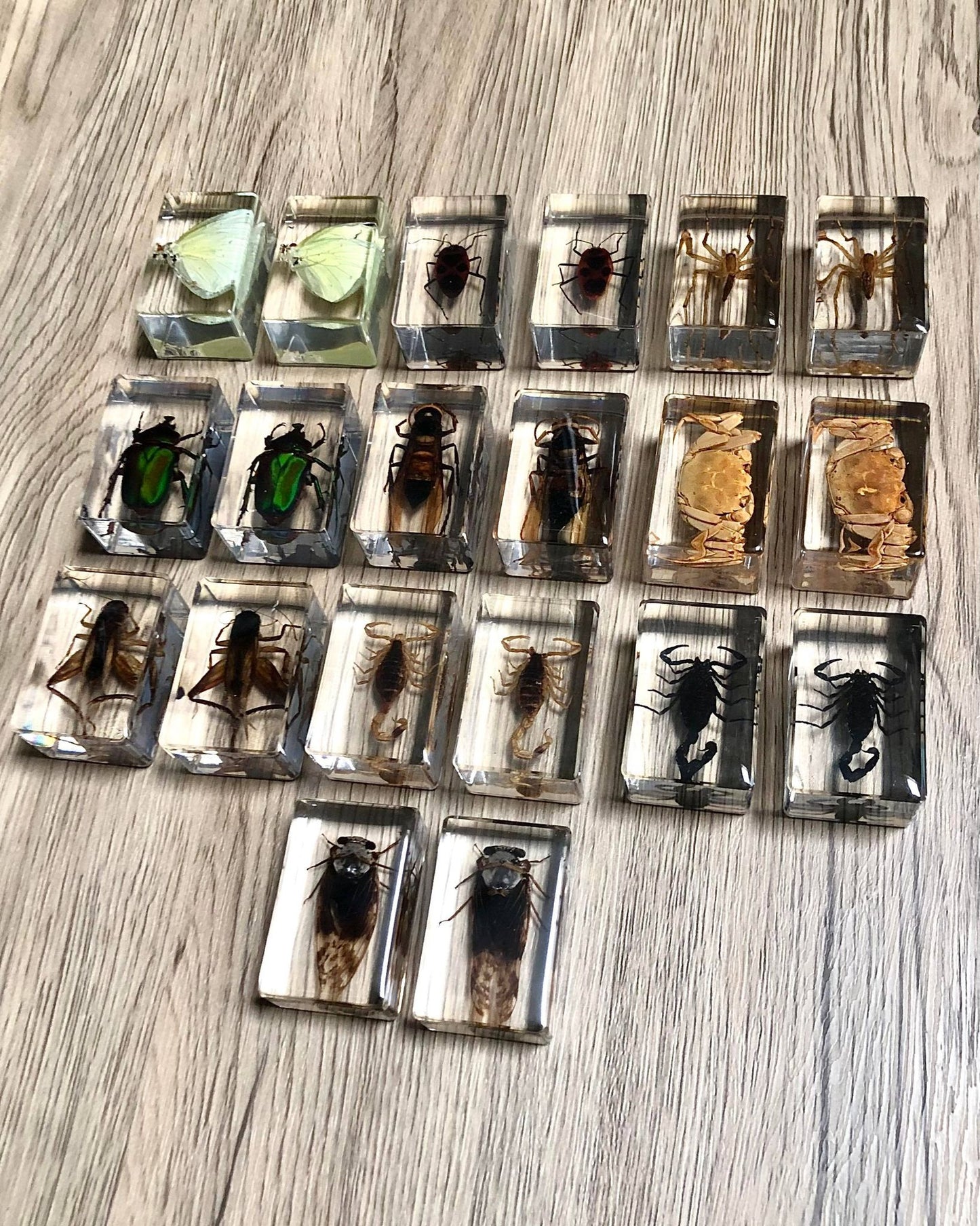 Small Real Bugs / Insects In Clear Acrylic Block Resin Paperweight Taxidermy Insect Entomology Assorted Bugs