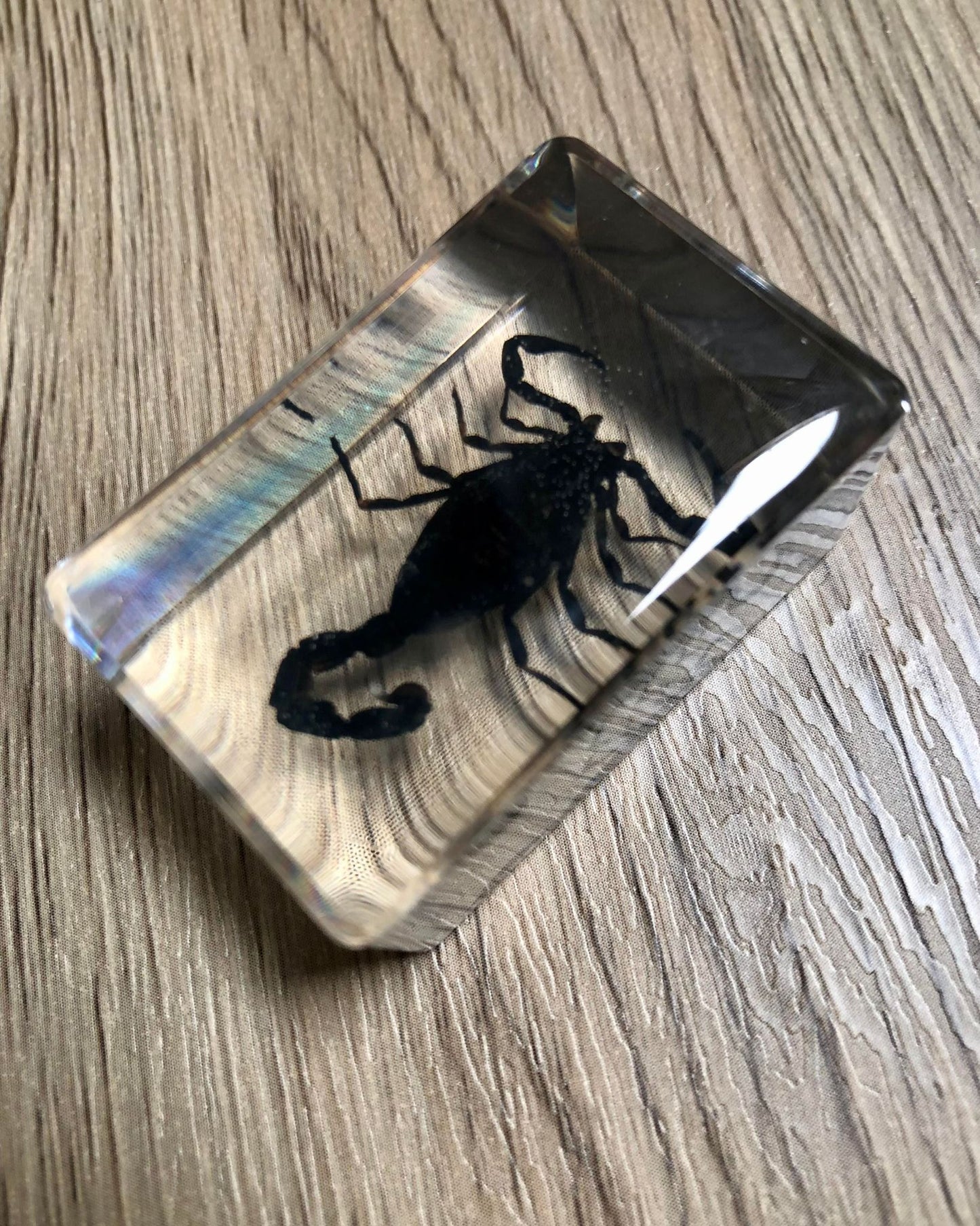 Small Real Bugs / Insects In Clear Acrylic Block Resin Paperweight Taxidermy Insect Entomology Assorted Bugs