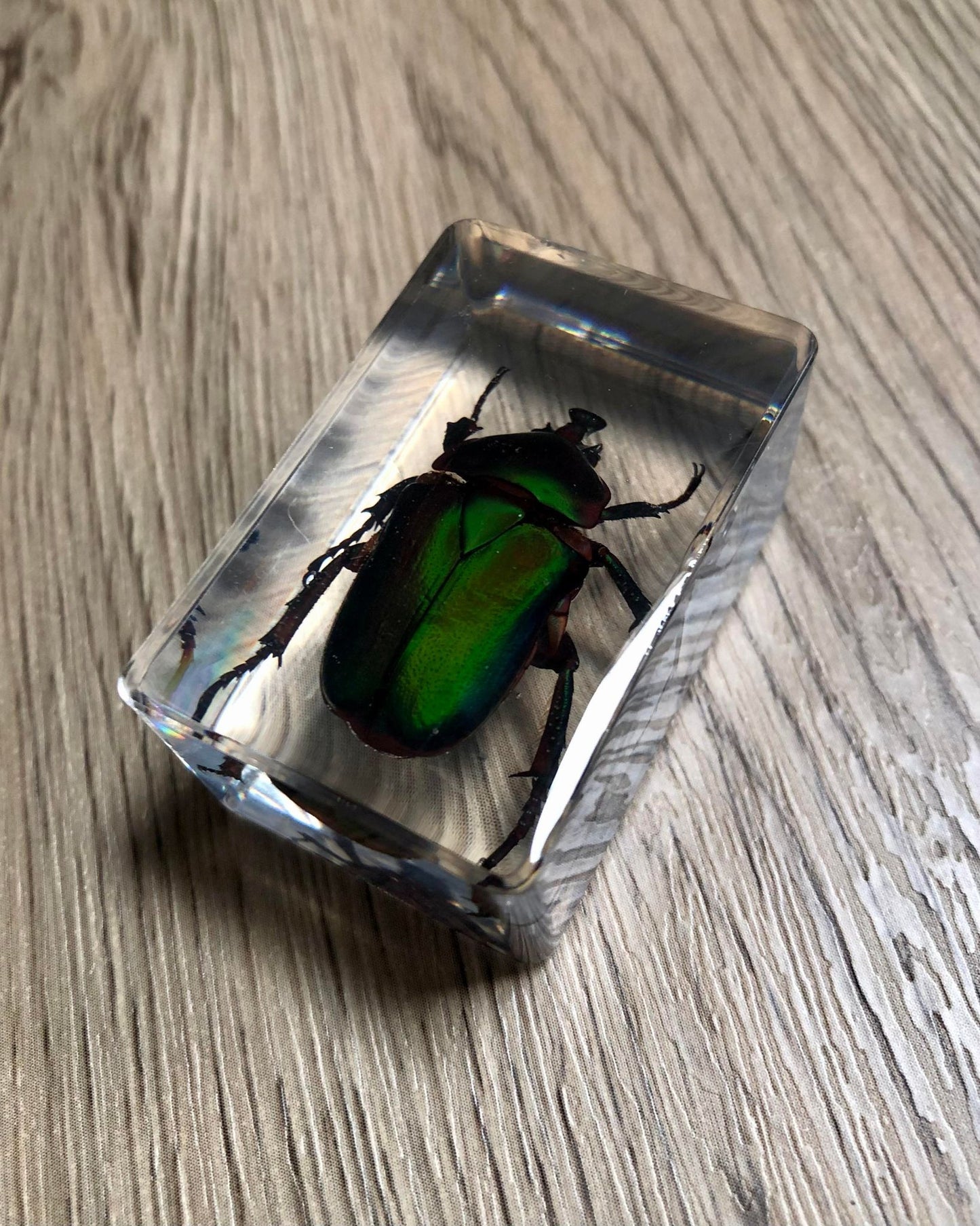 Small Real Bugs / Insects In Clear Acrylic Block Resin Paperweight Taxidermy Insect Entomology Assorted Bugs