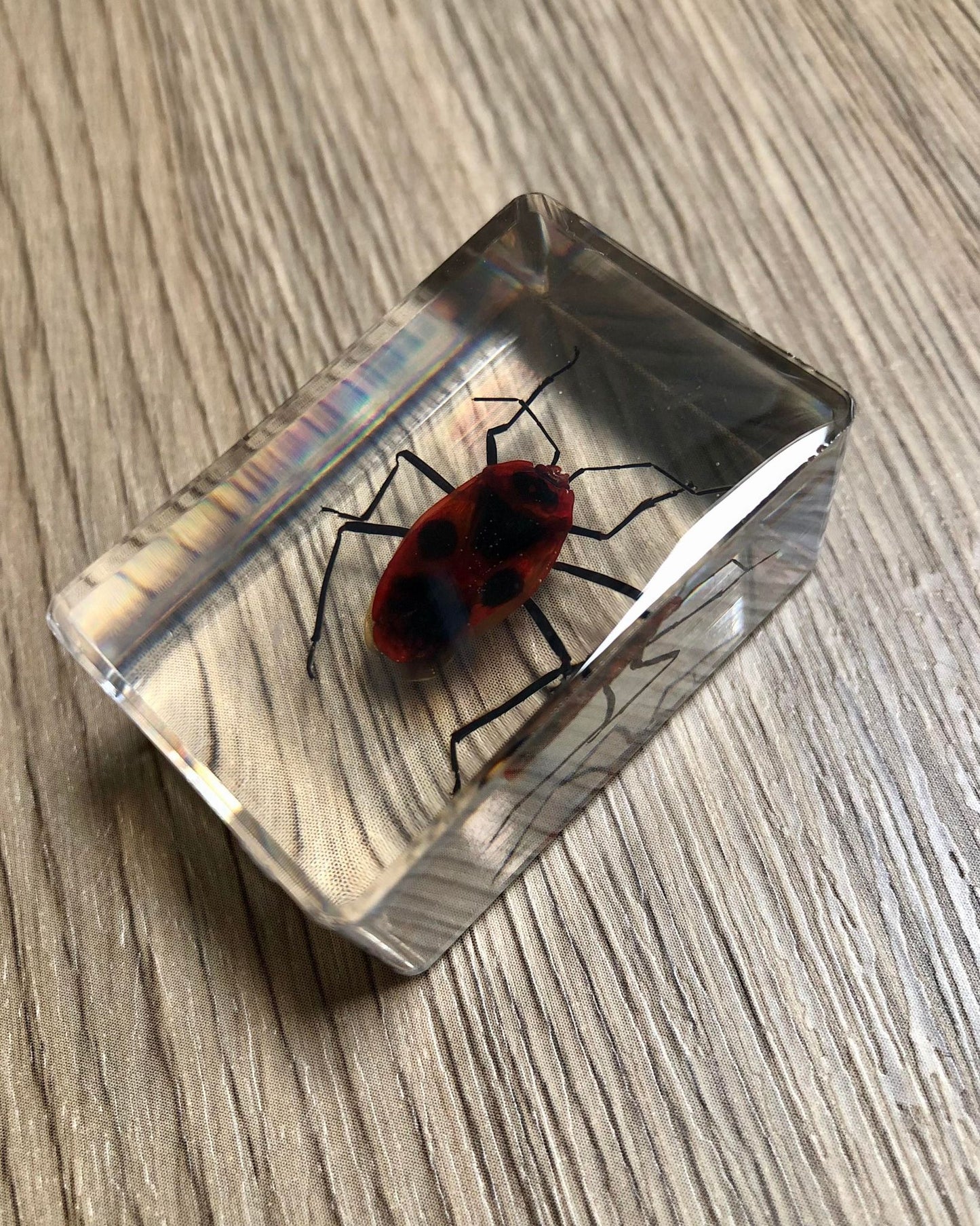 Small Real Bugs / Insects In Clear Acrylic Block Resin Paperweight Taxidermy Insect Entomology Assorted Bugs