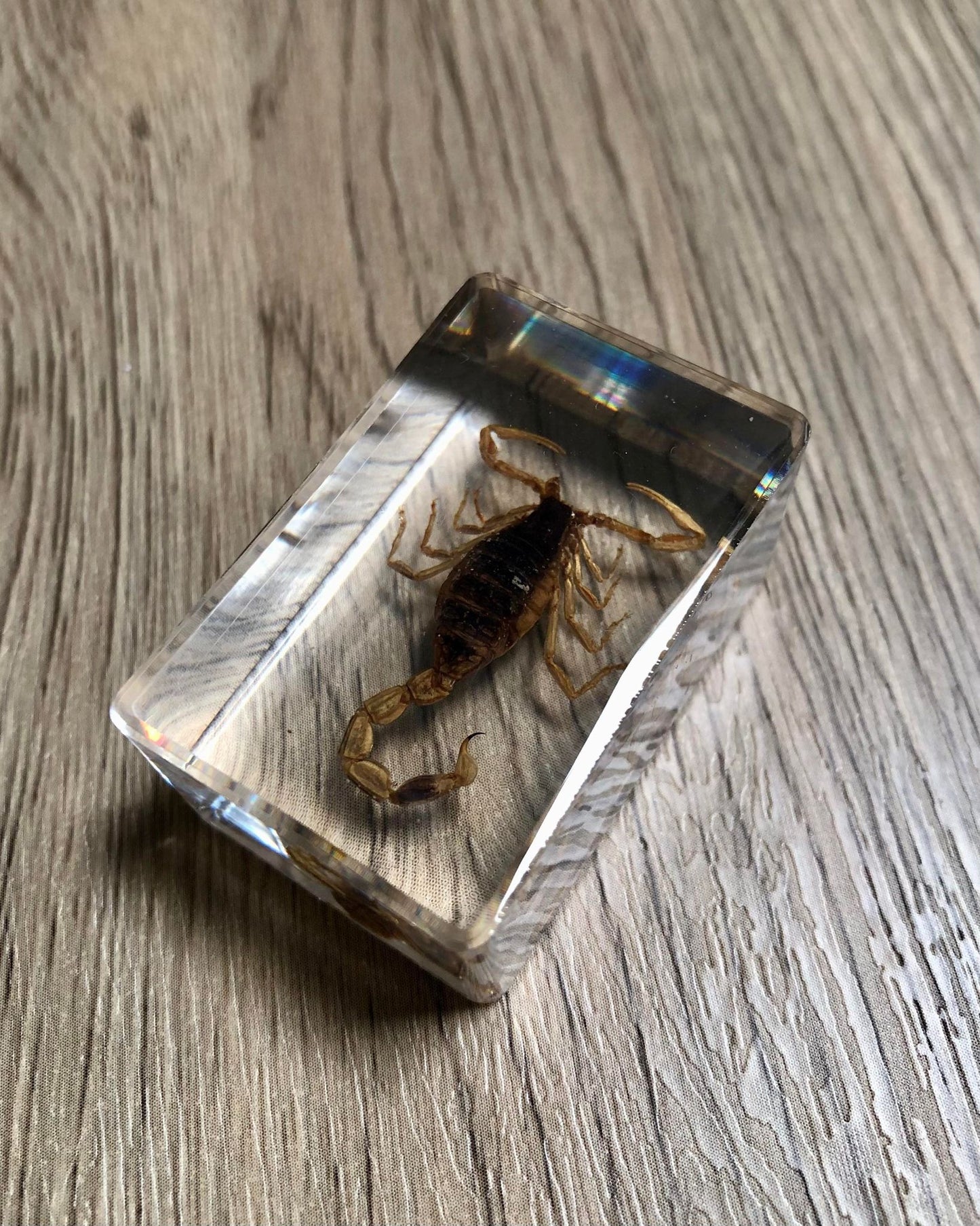 Small Real Bugs / Insects In Clear Acrylic Block Resin Paperweight Taxidermy Insect Entomology Assorted Bugs