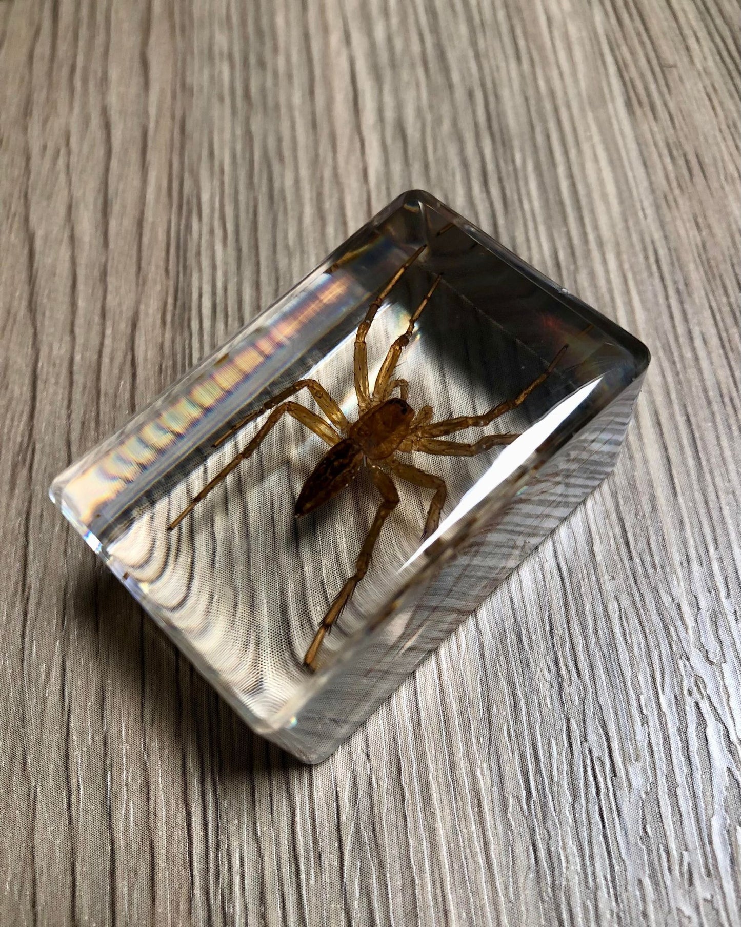 Small Real Bugs / Insects In Clear Acrylic Block Resin Paperweight Taxidermy Insect Entomology Assorted Bugs