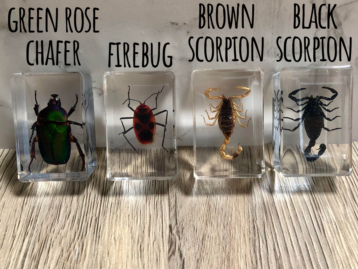 Small Real Bugs / Insects In Clear Acrylic Block Resin Paperweight Taxidermy Insect Entomology Assorted Bugs