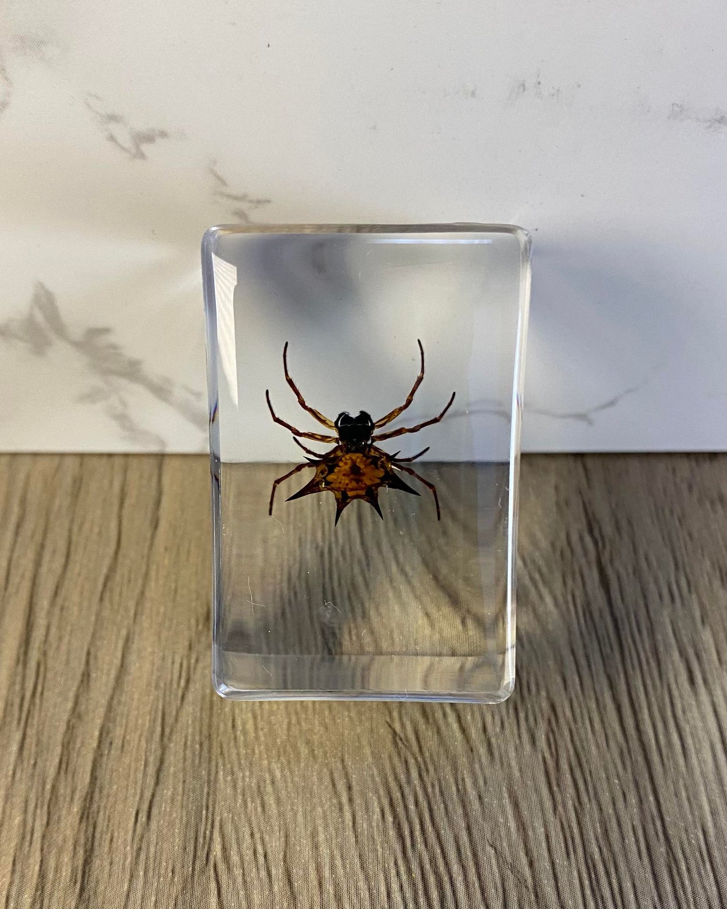 Small Real Bugs / Insects In Clear Acrylic Block Resin Paperweight Taxidermy Insect Entomology Assorted Bugs