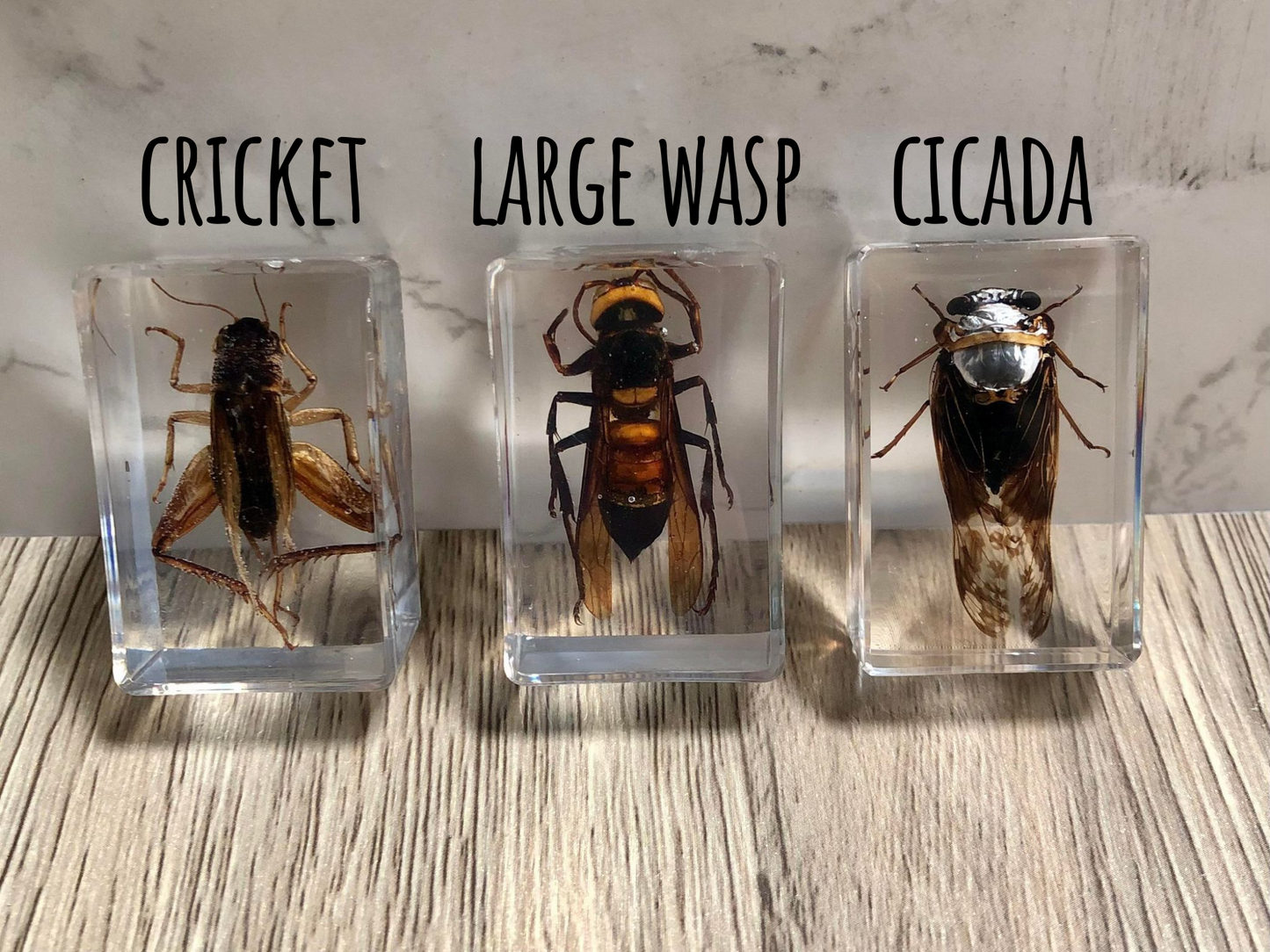 Small Real Bugs / Insects In Clear Acrylic Block Resin Paperweight Taxidermy Insect Entomology Assorted Bugs