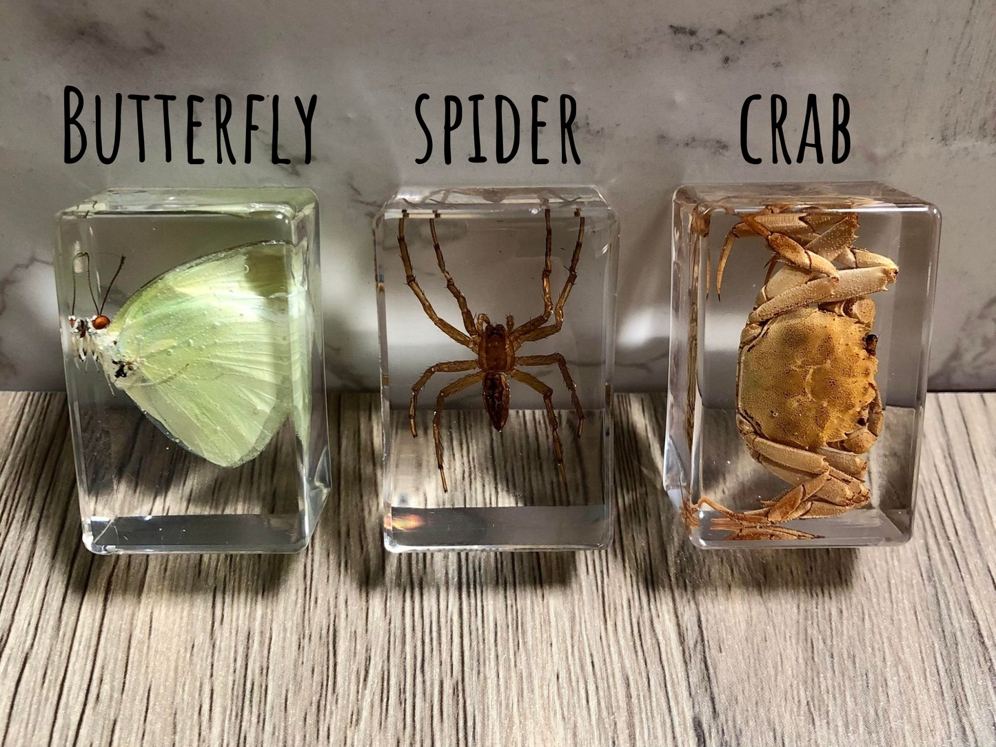 Small Real Bugs / Insects In Clear Acrylic Block Resin Paperweight Taxidermy Insect Entomology Assorted Bugs