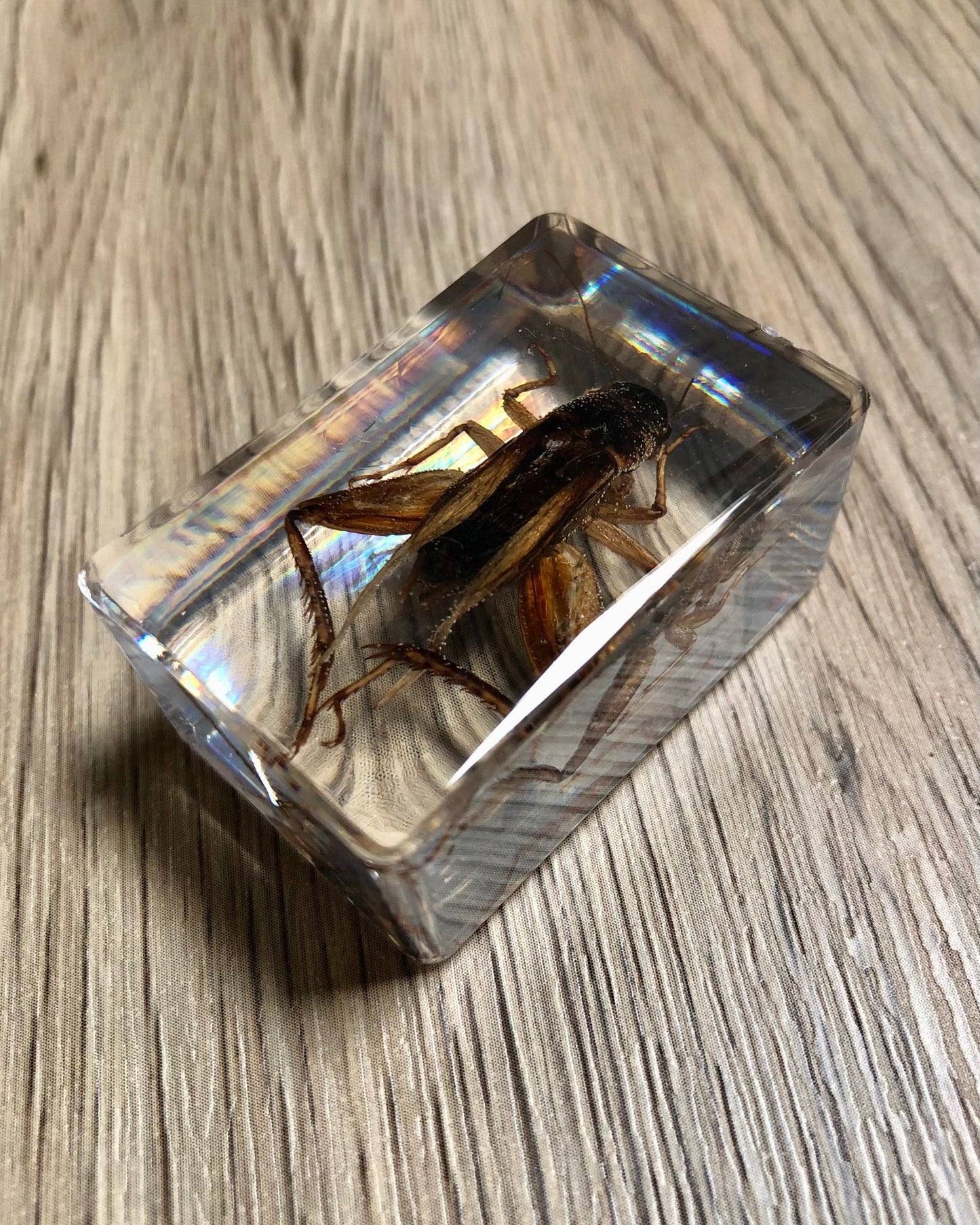 Small Real Bugs / Insects In Clear Acrylic Block Resin Paperweight Taxidermy Insect Entomology Assorted Bugs