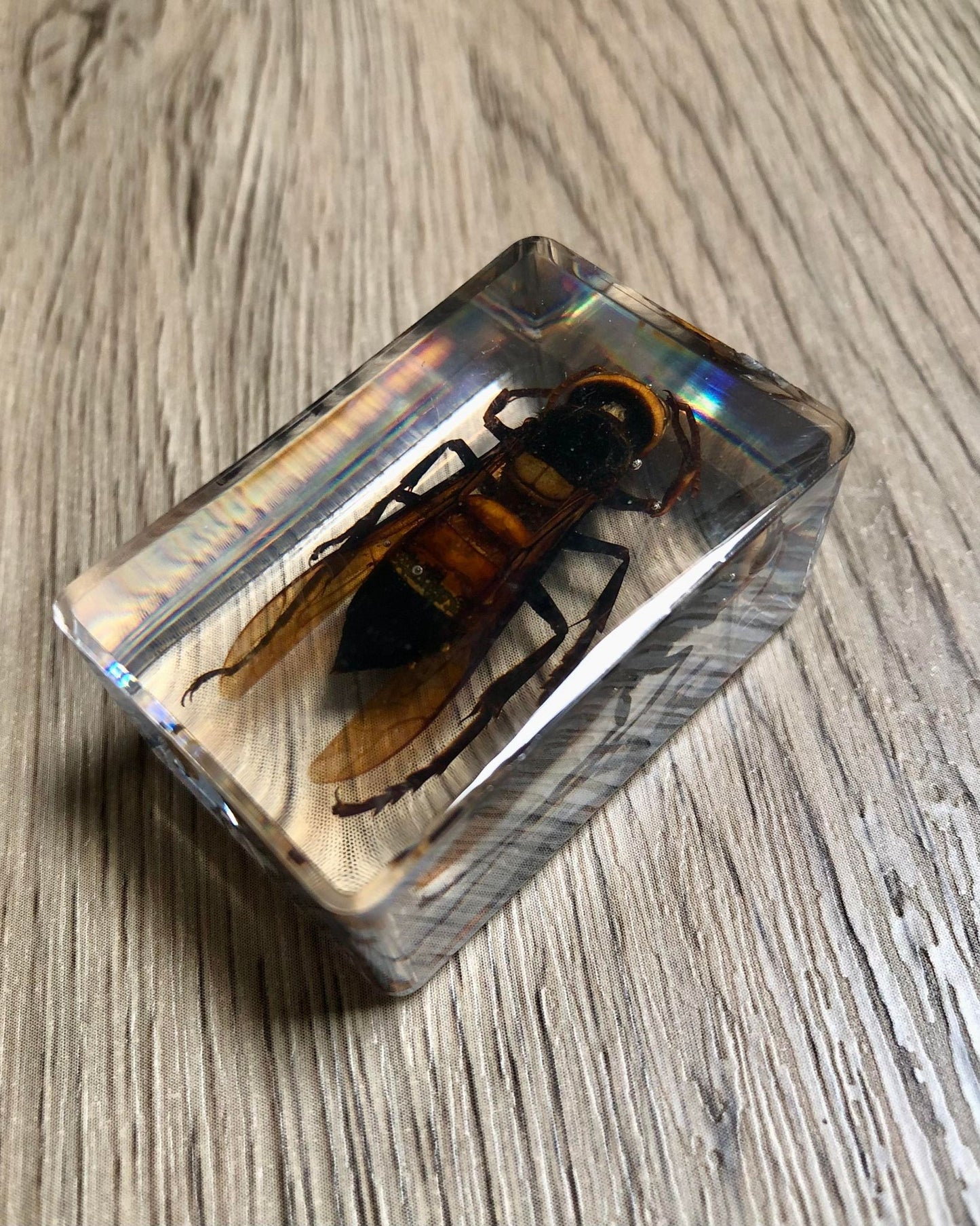 Small Real Bugs / Insects In Clear Acrylic Block Resin Paperweight Taxidermy Insect Entomology Assorted Bugs