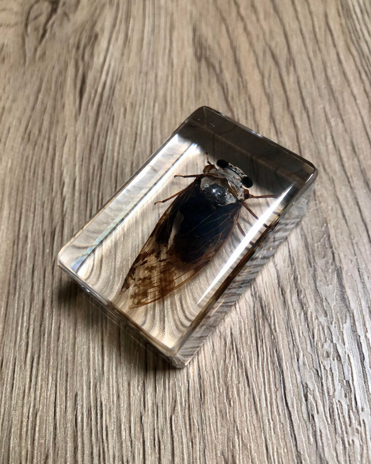 Small Bugs Taxidermy