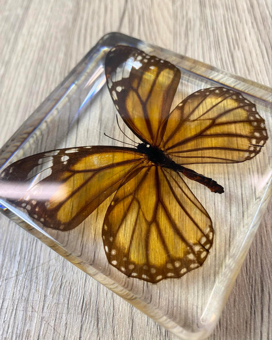 Monarch Butterfly Insect Taxidermy / Insects In Clear Acrylic Block Resin Paperweight Taxidermy Insect Entomology Bugs