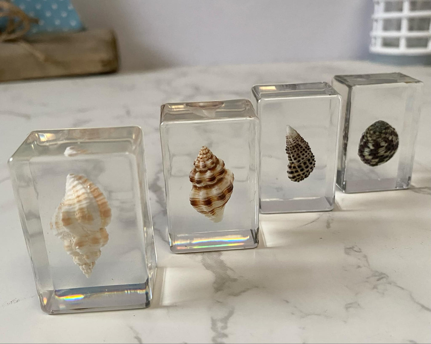 Small Sea Shell Resin