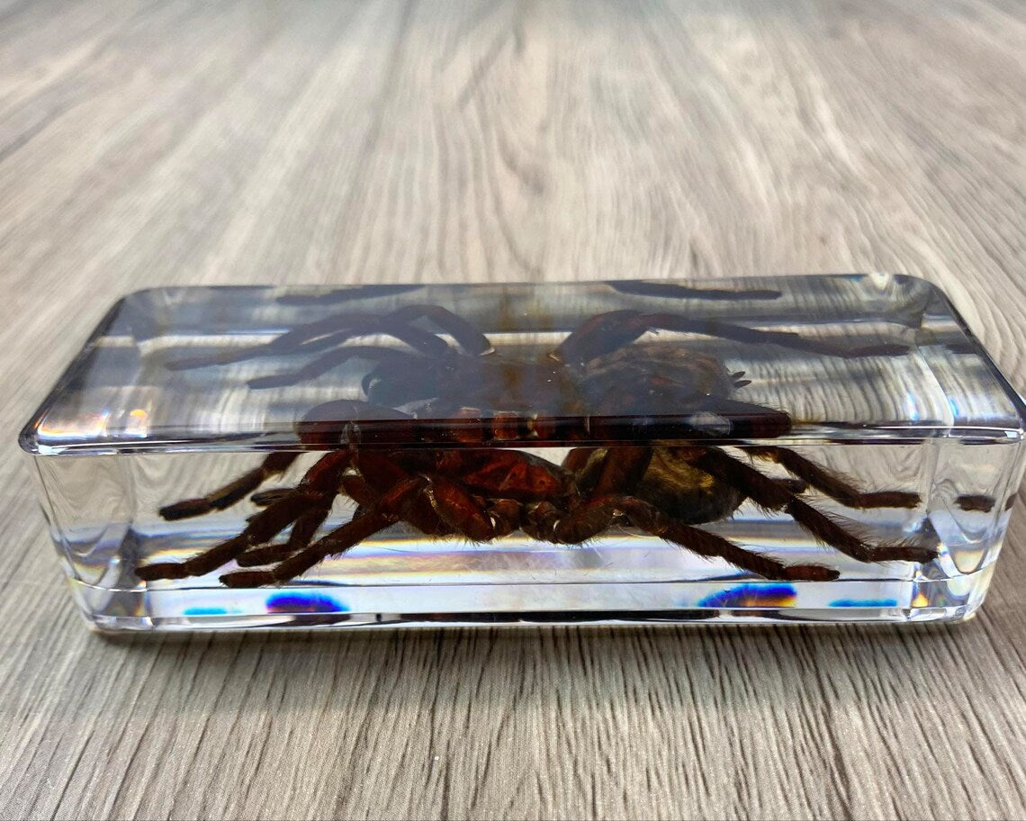 Large Tarantula Insect Taxidermy / Insects In Clear Acrylic Block Resin Paperweight Taxidermy Insect Entomology Bugs