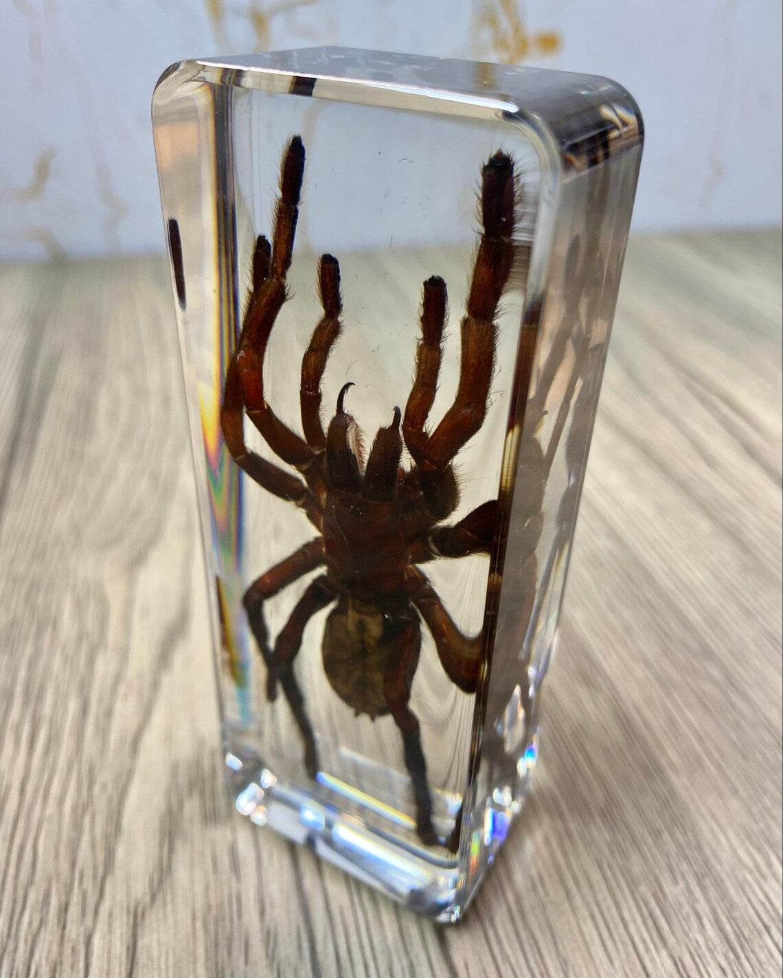 Large Tarantula Insect Taxidermy / Insects In Clear Acrylic Block Resin Paperweight Taxidermy Insect Entomology Bugs