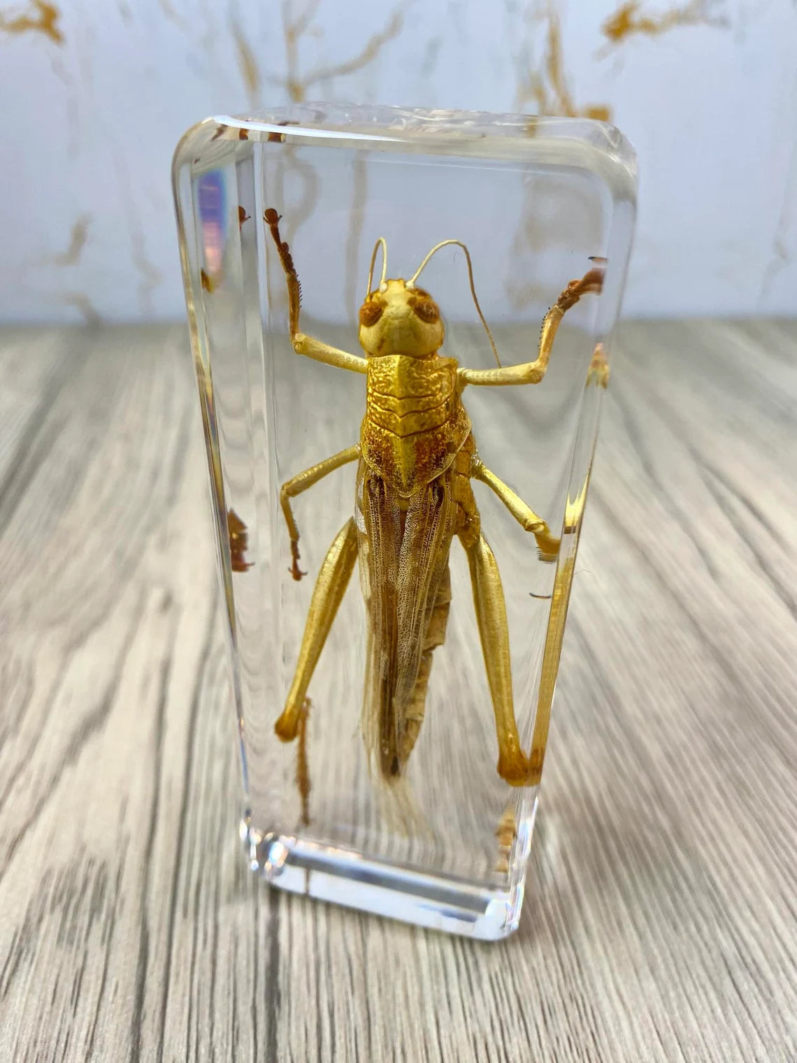 Large Grasshopper Taxidermy