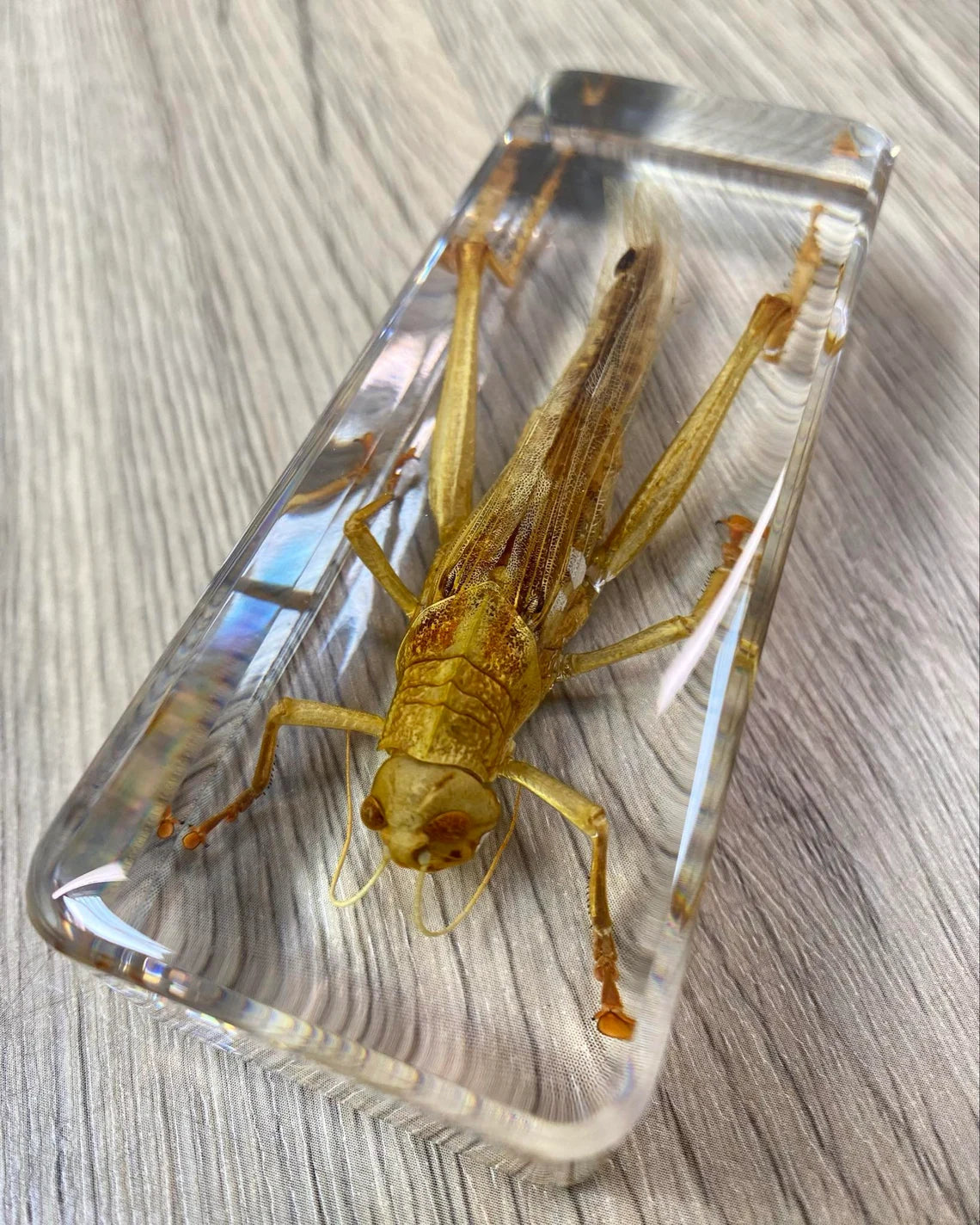 Large Grasshopper Taxidermy