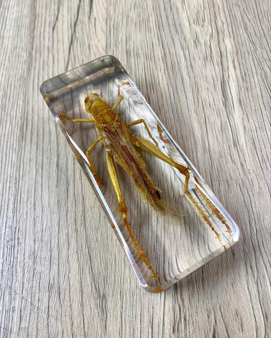 Large Grasshopper Taxidermy