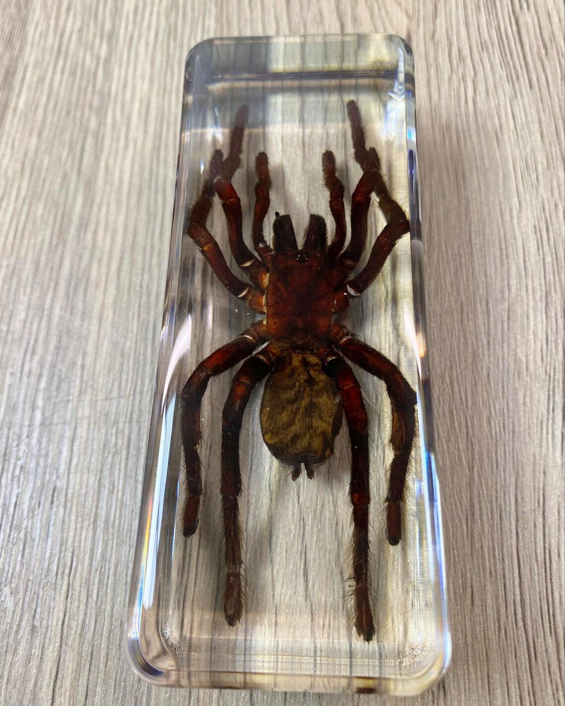 Large Tarantula Insect Taxidermy / Insects In Clear Acrylic Block Resin Paperweight Taxidermy Insect Entomology Bugs