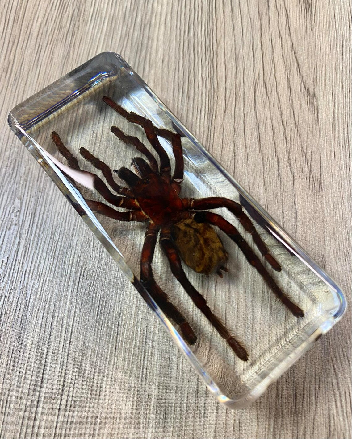 Large Tarantula Insect Taxidermy / Insects In Clear Acrylic Block Resin Paperweight Taxidermy Insect Entomology Bugs