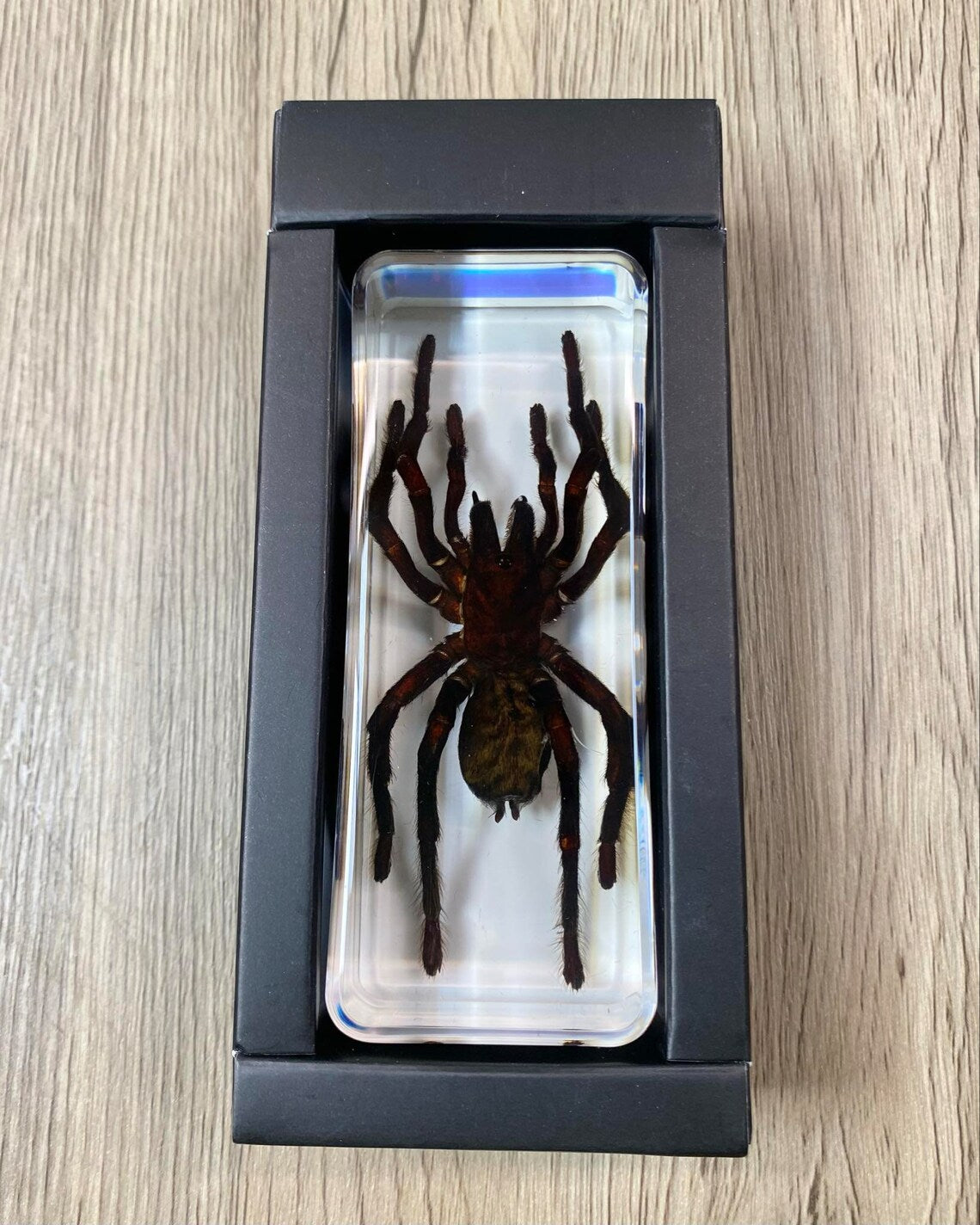 Large Tarantula Insect Taxidermy / Insects In Clear Acrylic Block Resin Paperweight Taxidermy Insect Entomology Bugs