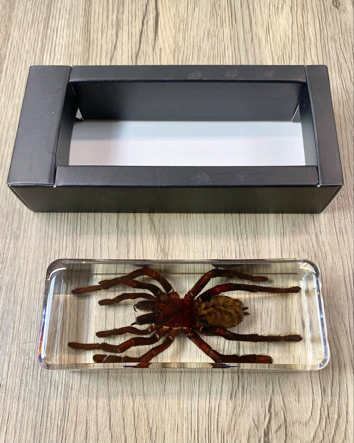 Large Tarantula Insect Taxidermy / Insects In Clear Acrylic Block Resin Paperweight Taxidermy Insect Entomology Bugs