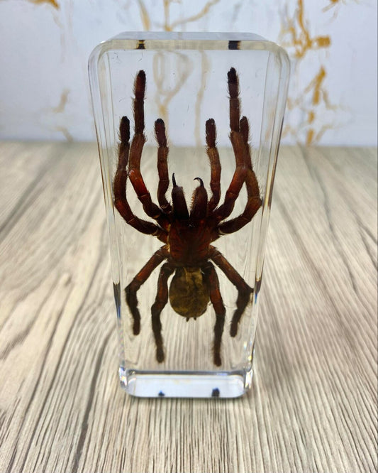 Large Tarantula Insect Taxidermy / Insects In Clear Acrylic Block Resin Paperweight Taxidermy Insect Entomology Bugs