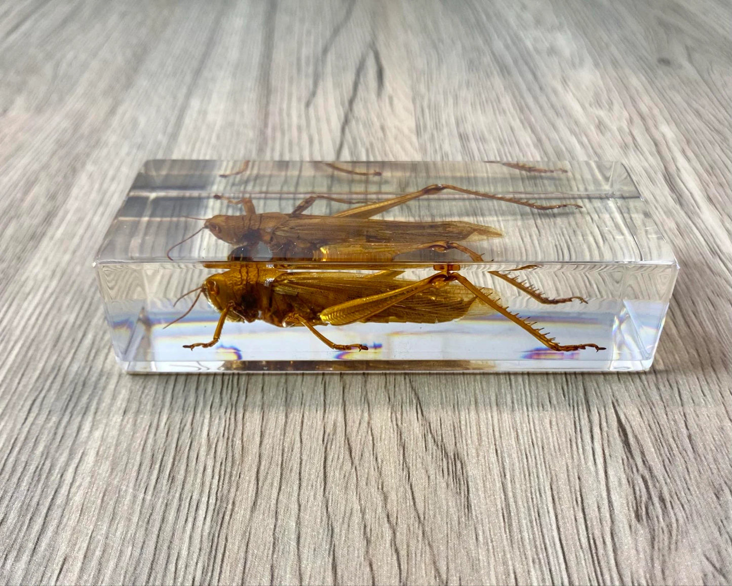 Large Locust Insect Taxidermy / Insects In Clear Acrylic Block Resin Paperweight Taxidermy Insect Entomology Bugs