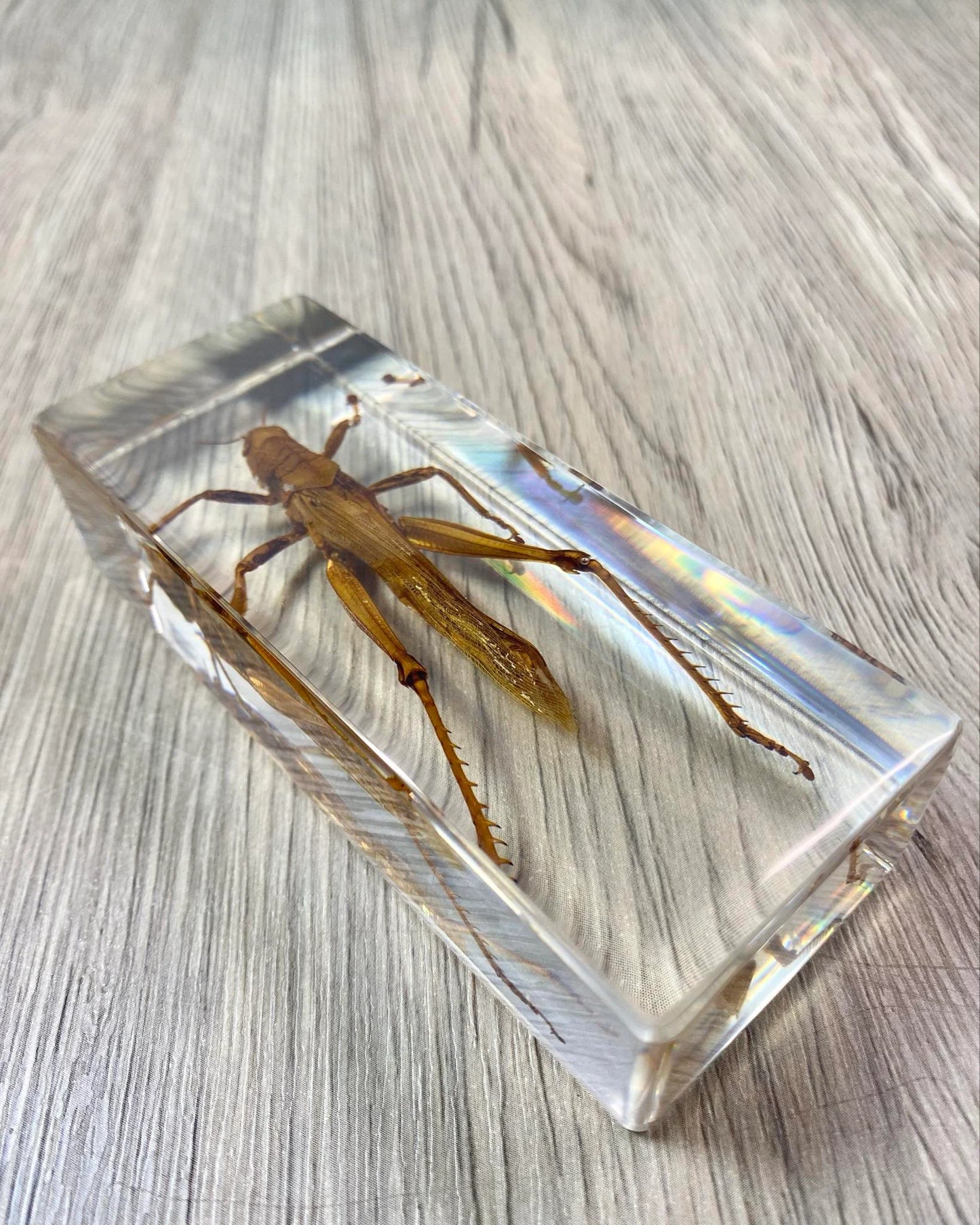 Large Locust Insect Taxidermy / Insects In Clear Acrylic Block Resin Paperweight Taxidermy Insect Entomology Bugs