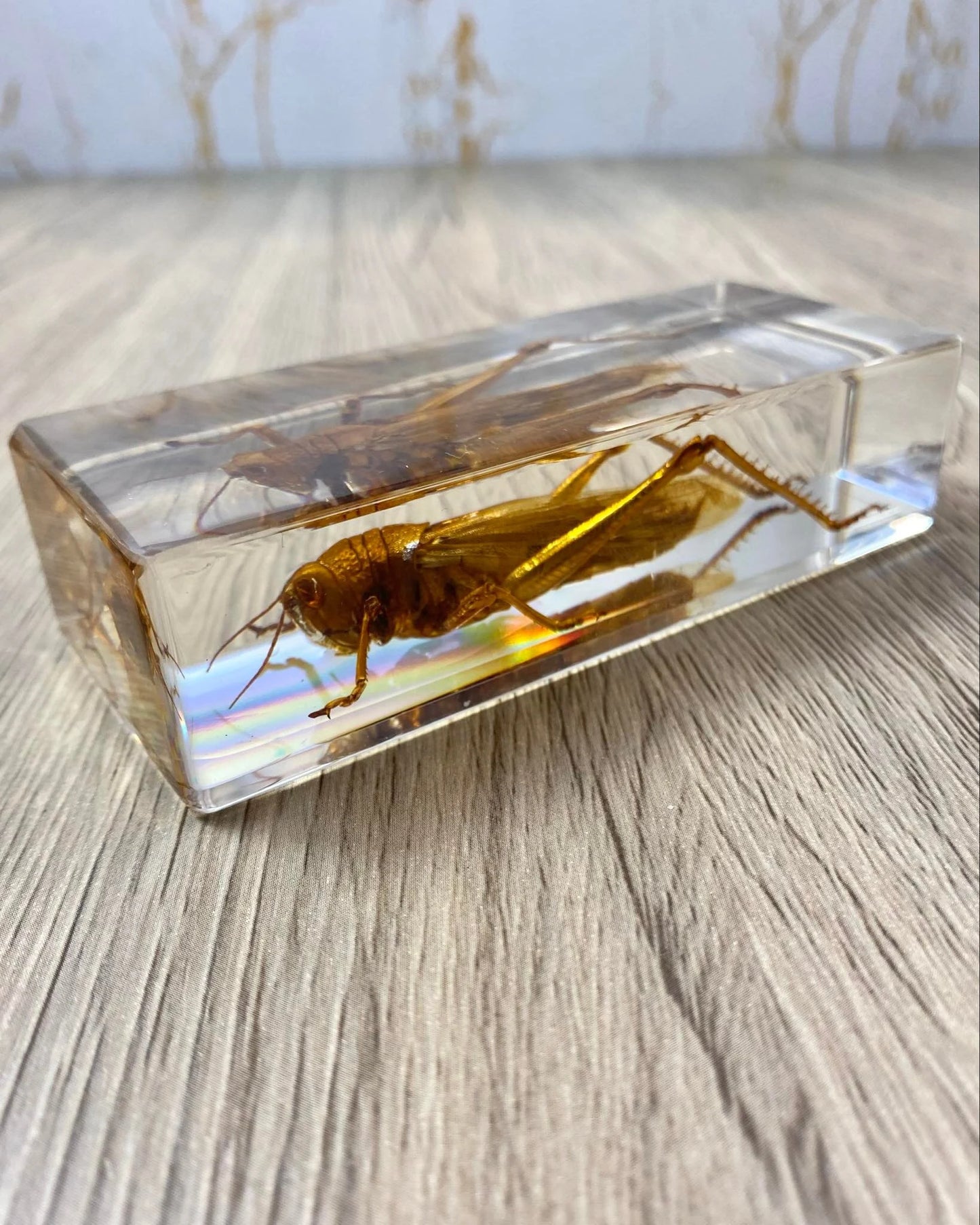 Large Locust Insect Taxidermy / Insects In Clear Acrylic Block Resin Paperweight Taxidermy Insect Entomology Bugs