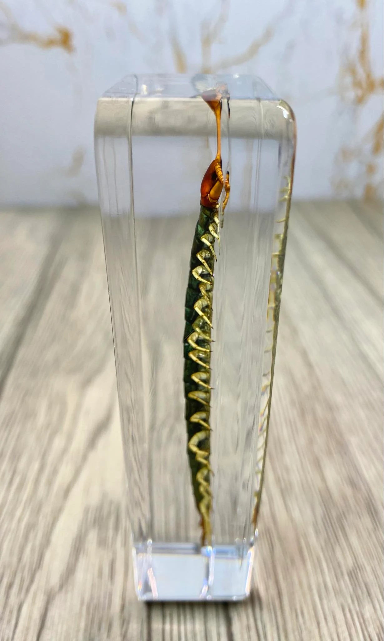 Large Centipede Insect Taxidermy / Insects In Clear Acrylic Block Resin Paperweight Taxidermy Insect Entomology Bugs