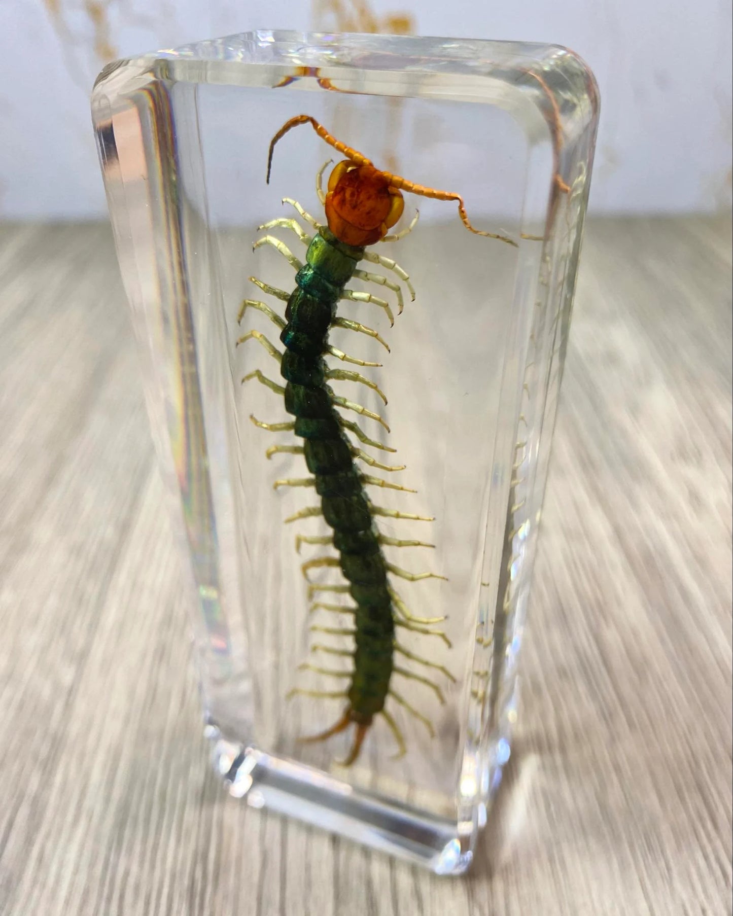 Large Centipede Insect Taxidermy / Insects In Clear Acrylic Block Resin Paperweight Taxidermy Insect Entomology Bugs