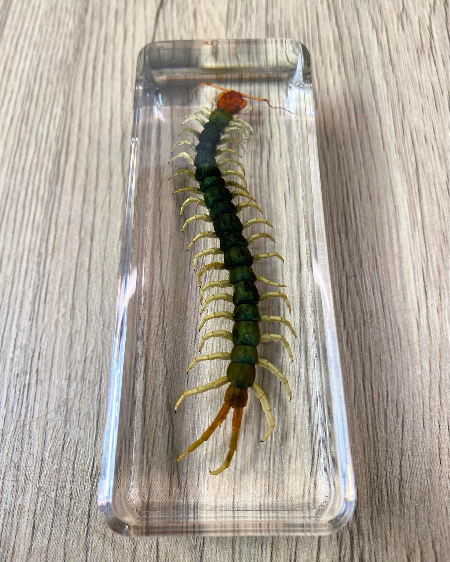 Large Centipede Insect Taxidermy / Insects In Clear Acrylic Block Resin Paperweight Taxidermy Insect Entomology Bugs