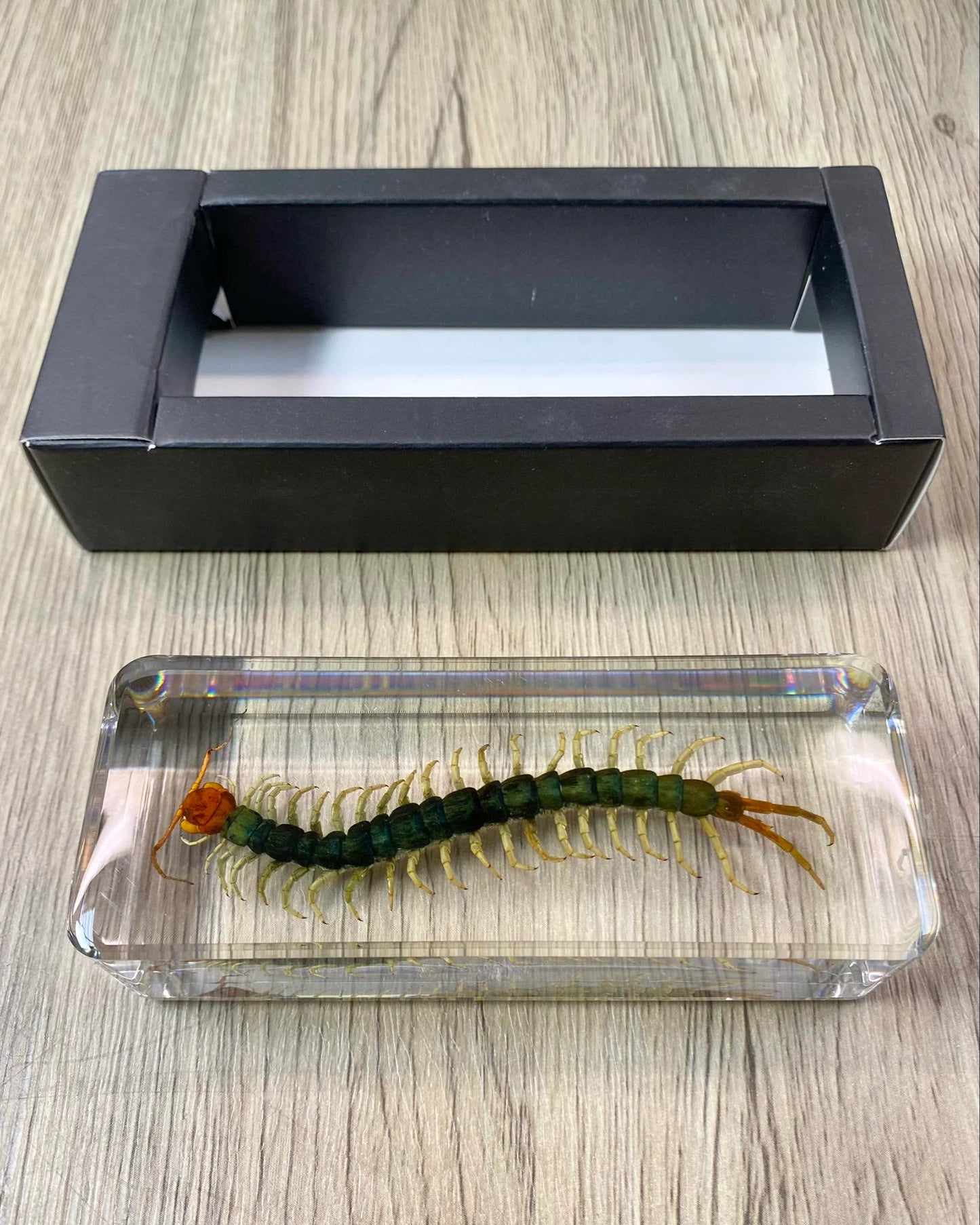 Large Centipede Insect Taxidermy / Insects In Clear Acrylic Block Resin Paperweight Taxidermy Insect Entomology Bugs