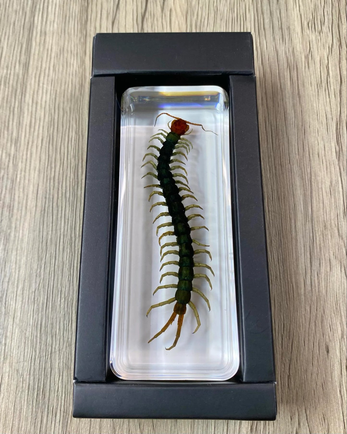 Large Centipede Insect Taxidermy / Insects In Clear Acrylic Block Resin Paperweight Taxidermy Insect Entomology Bugs