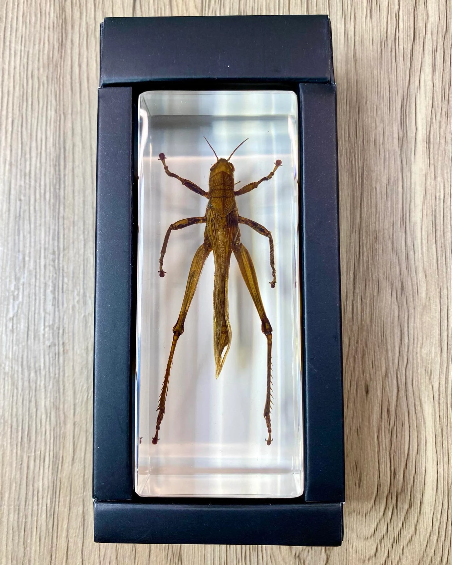 Large Locust Insect Taxidermy / Insects In Clear Acrylic Block Resin Paperweight Taxidermy Insect Entomology Bugs