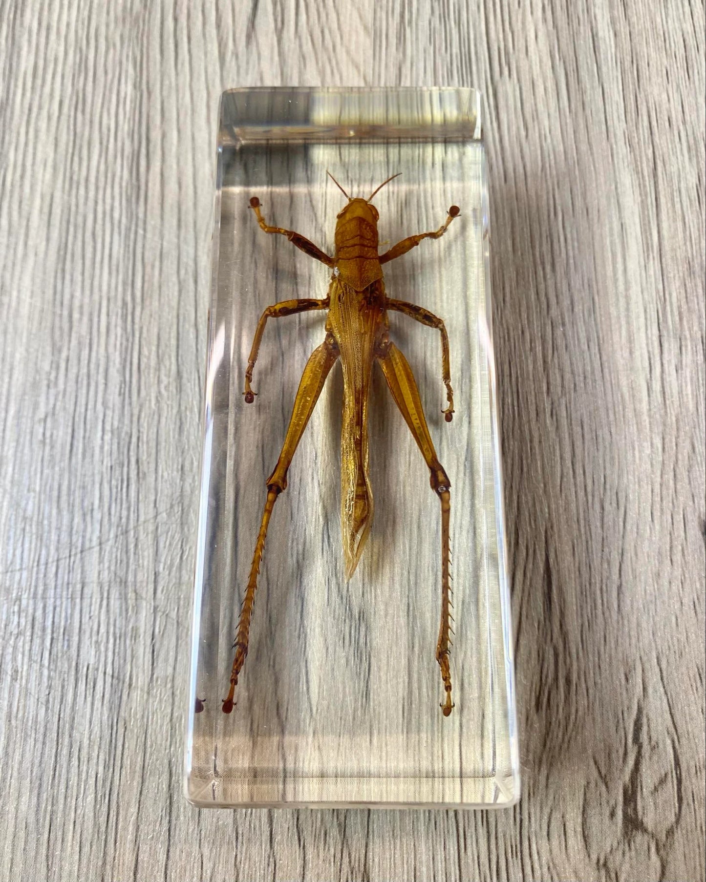 Large Locust Insect Taxidermy / Insects In Clear Acrylic Block Resin Paperweight Taxidermy Insect Entomology Bugs