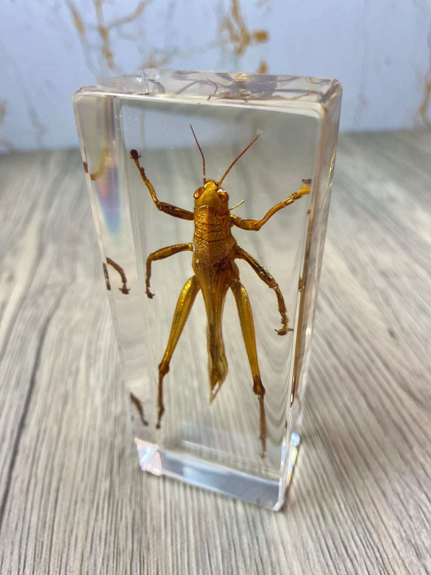 Large Locust Insect Taxidermy / Insects In Clear Acrylic Block Resin Paperweight Taxidermy Insect Entomology Bugs