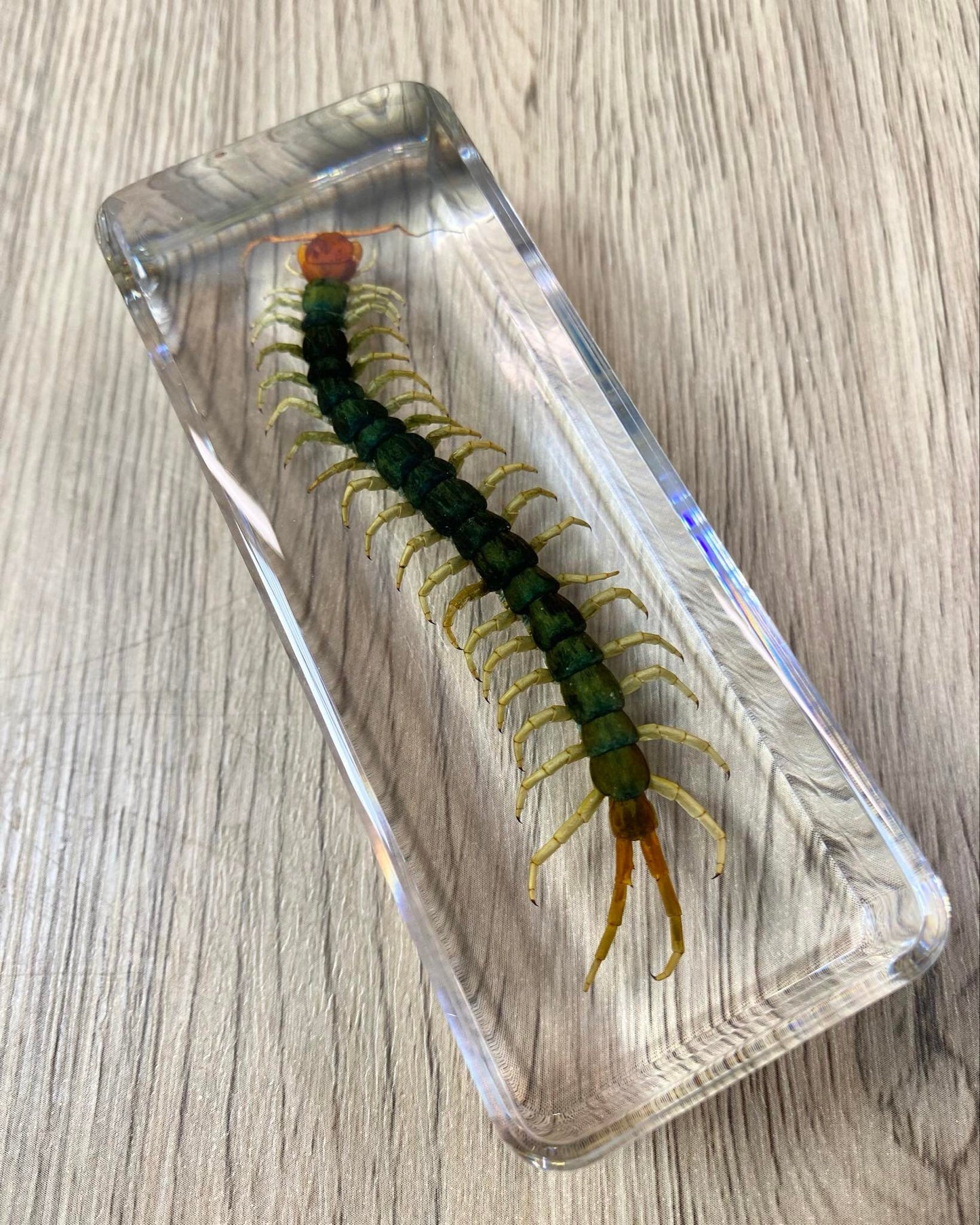 Large Centipede Insect Taxidermy / Insects In Clear Acrylic Block Resin Paperweight Taxidermy Insect Entomology Bugs