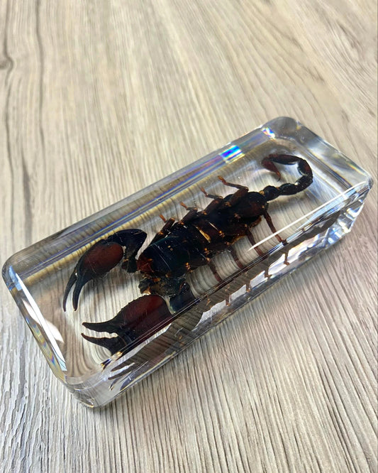 Large Black Scorpion Insect Taxidermy / Insects In Clear Acrylic Block Resin Paperweight Taxidermy Insect Entomology Bugs