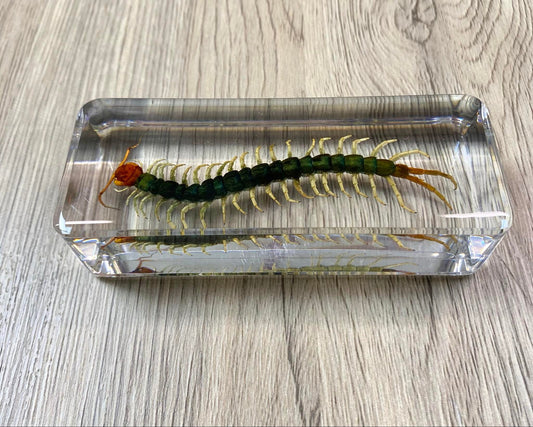 Large Centipede Insect Taxidermy / Insects In Clear Acrylic Block Resin Paperweight Taxidermy Insect Entomology Bugs